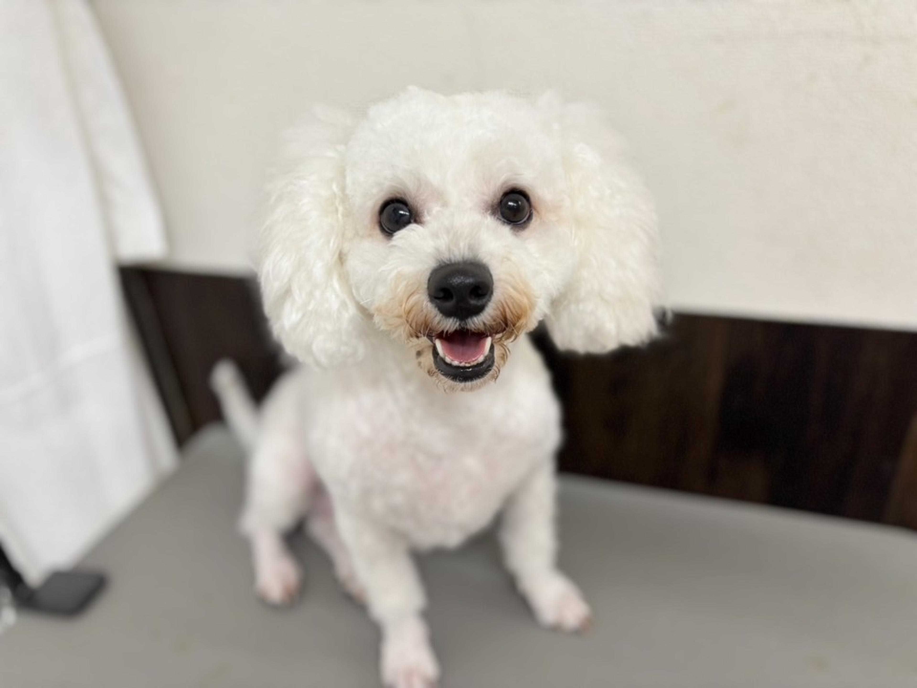 pet-image-2
