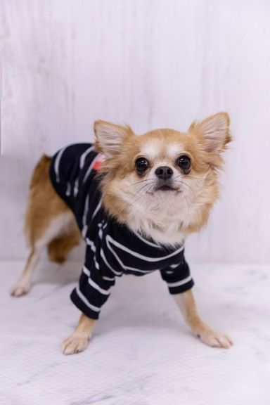 チワワ・メスの里親募集の写真