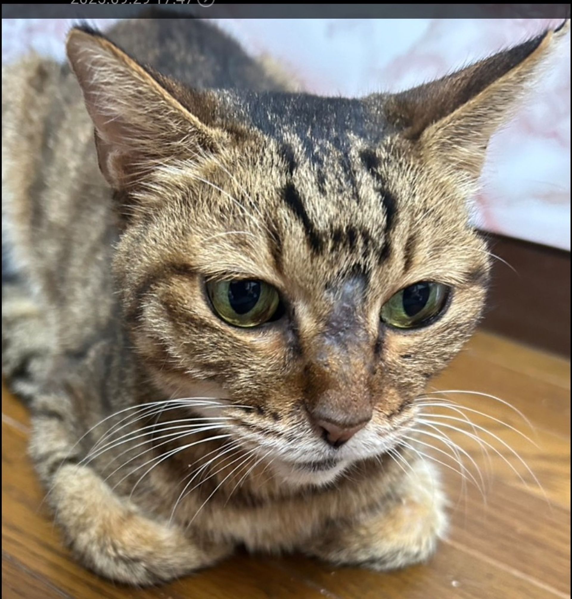 雑種（ミックス猫）・メスの里親募集の写真