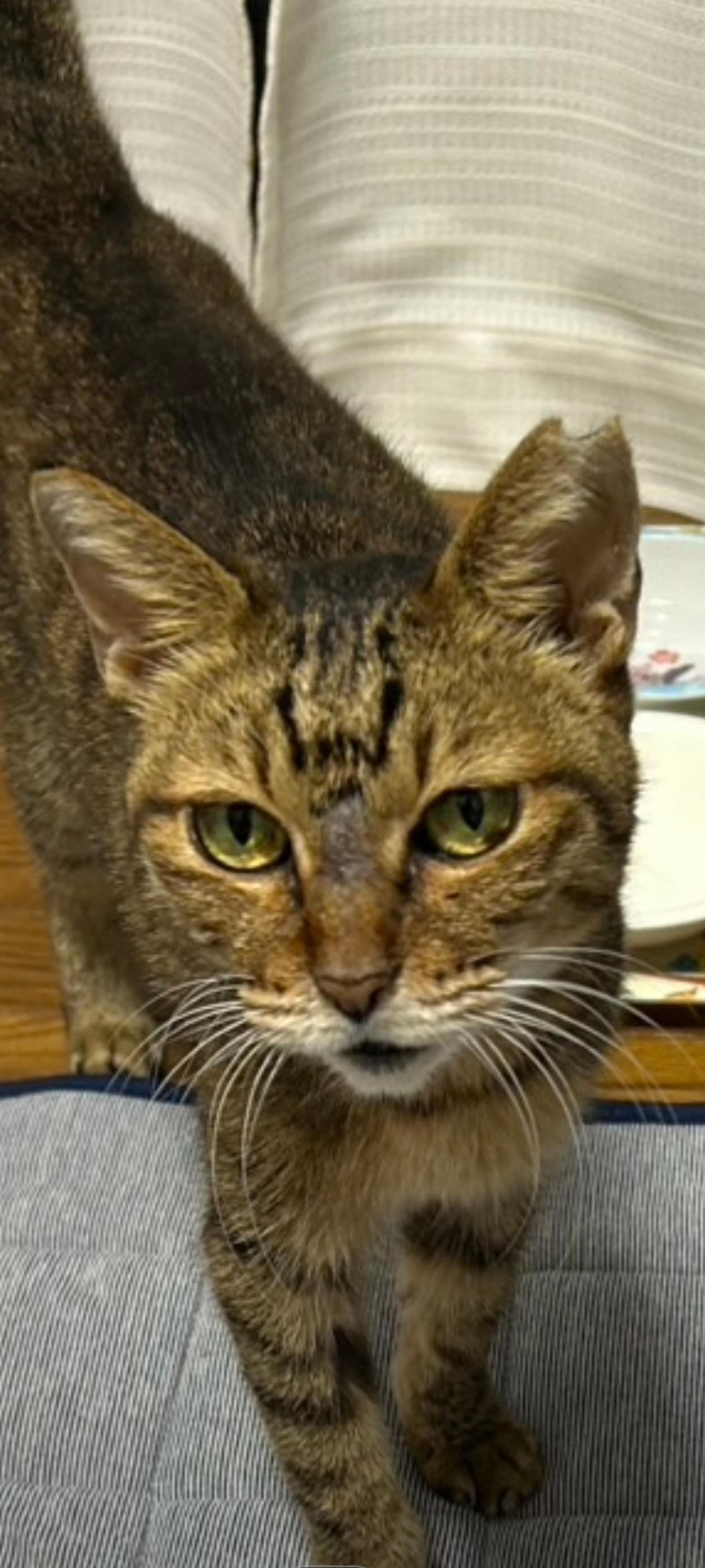 pet-image-3