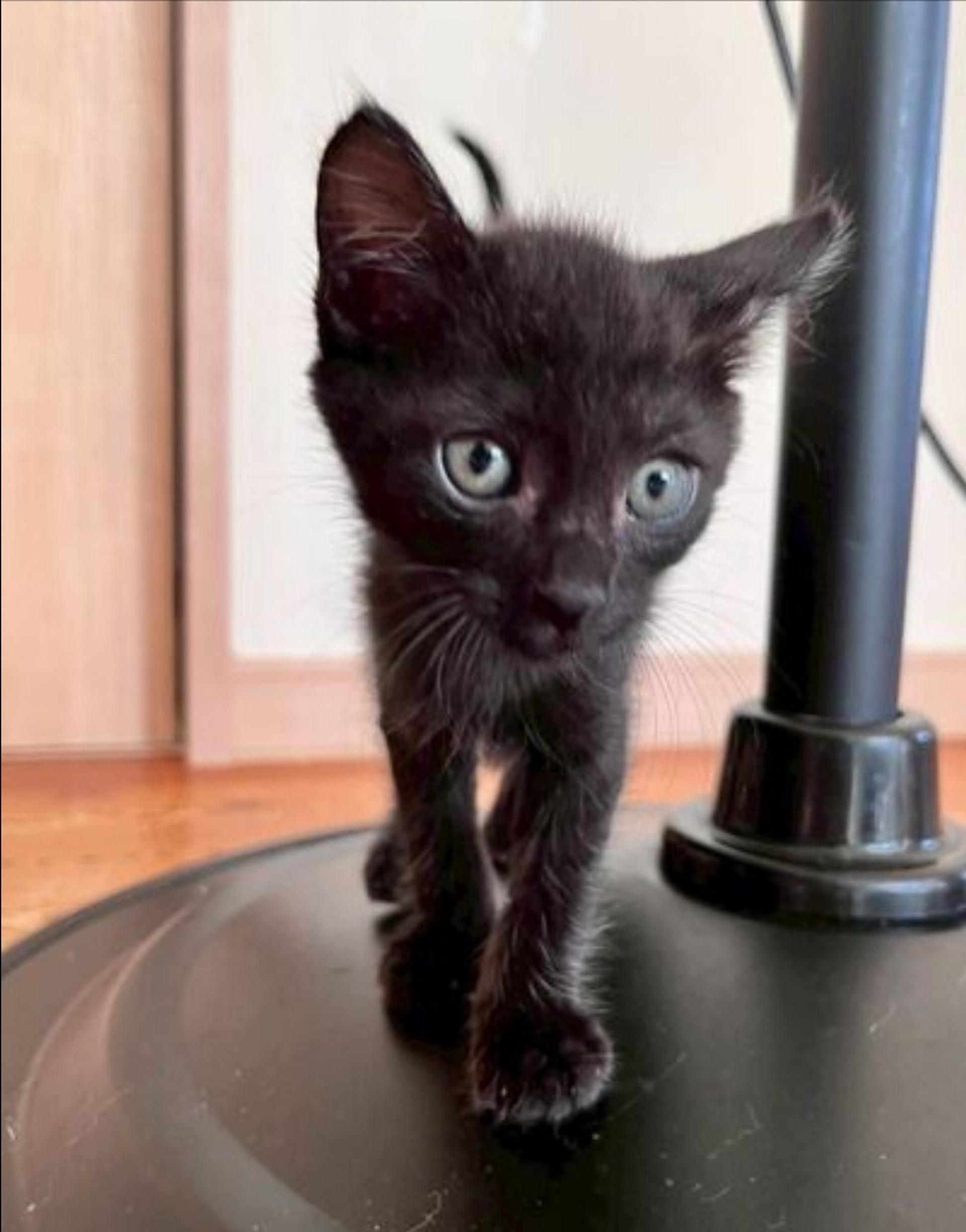 pet-image-3