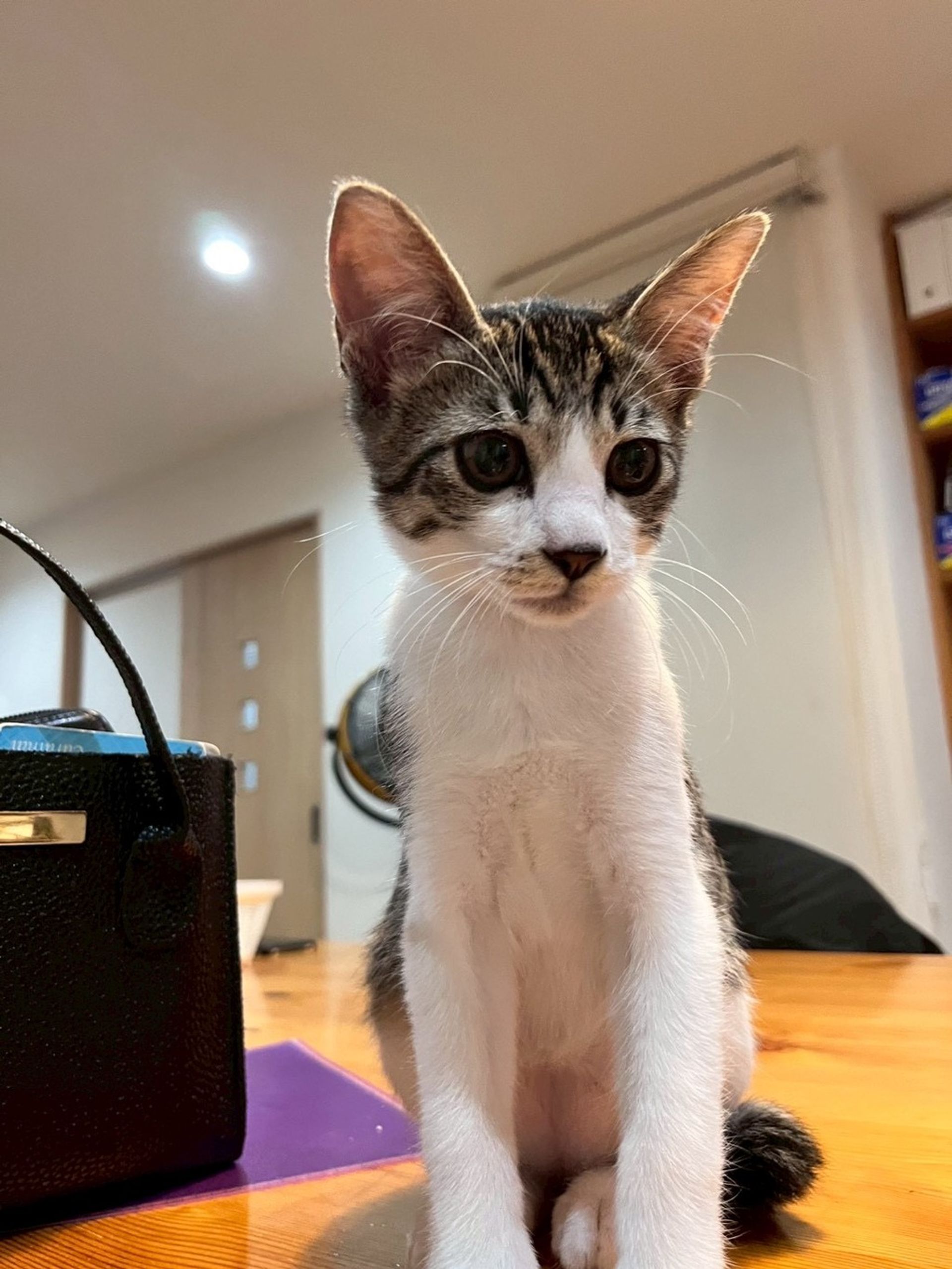 雑種（ミックス犬）・オスの里親募集の写真