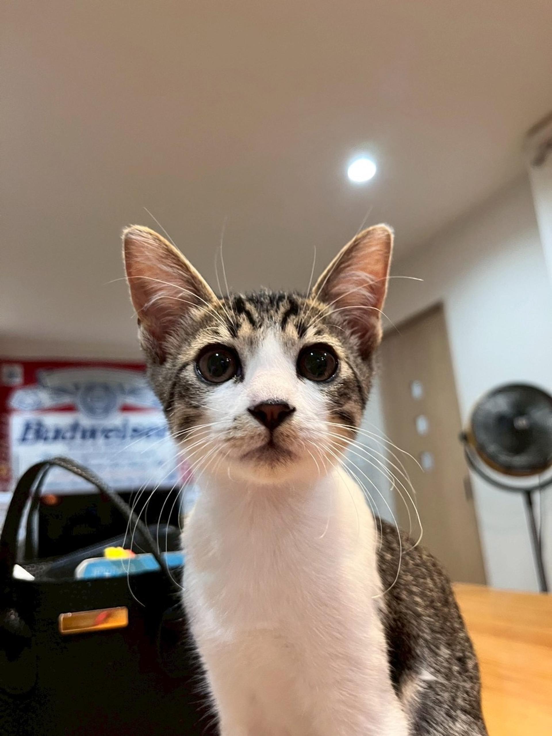 pet-image-2