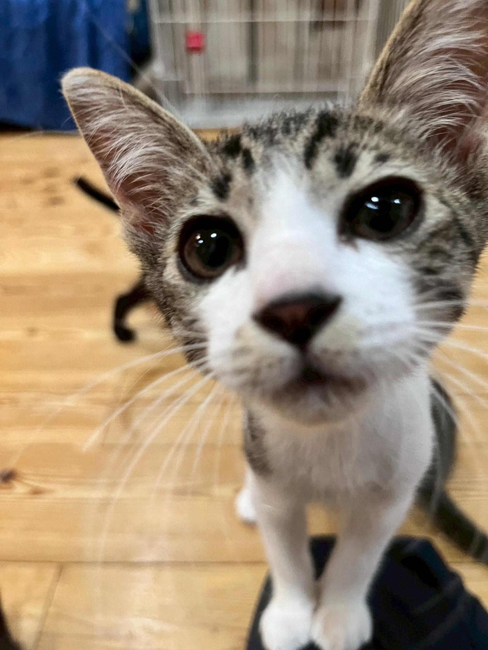 pet-image-3