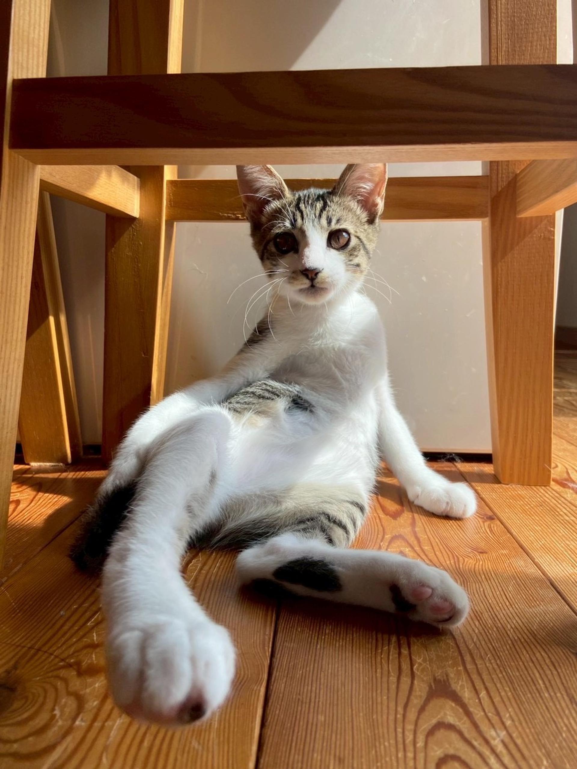pet-image-4