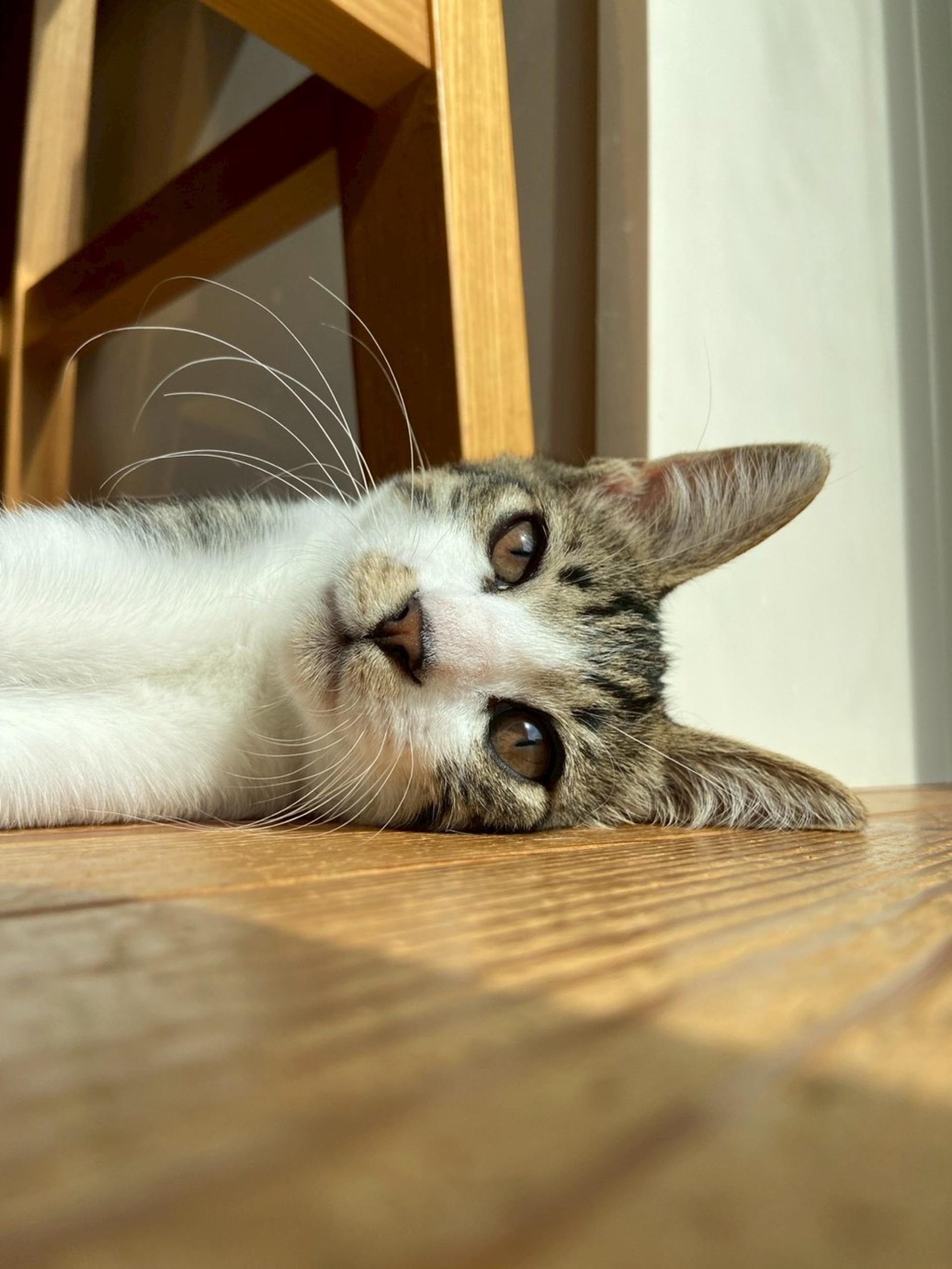 pet-image-5