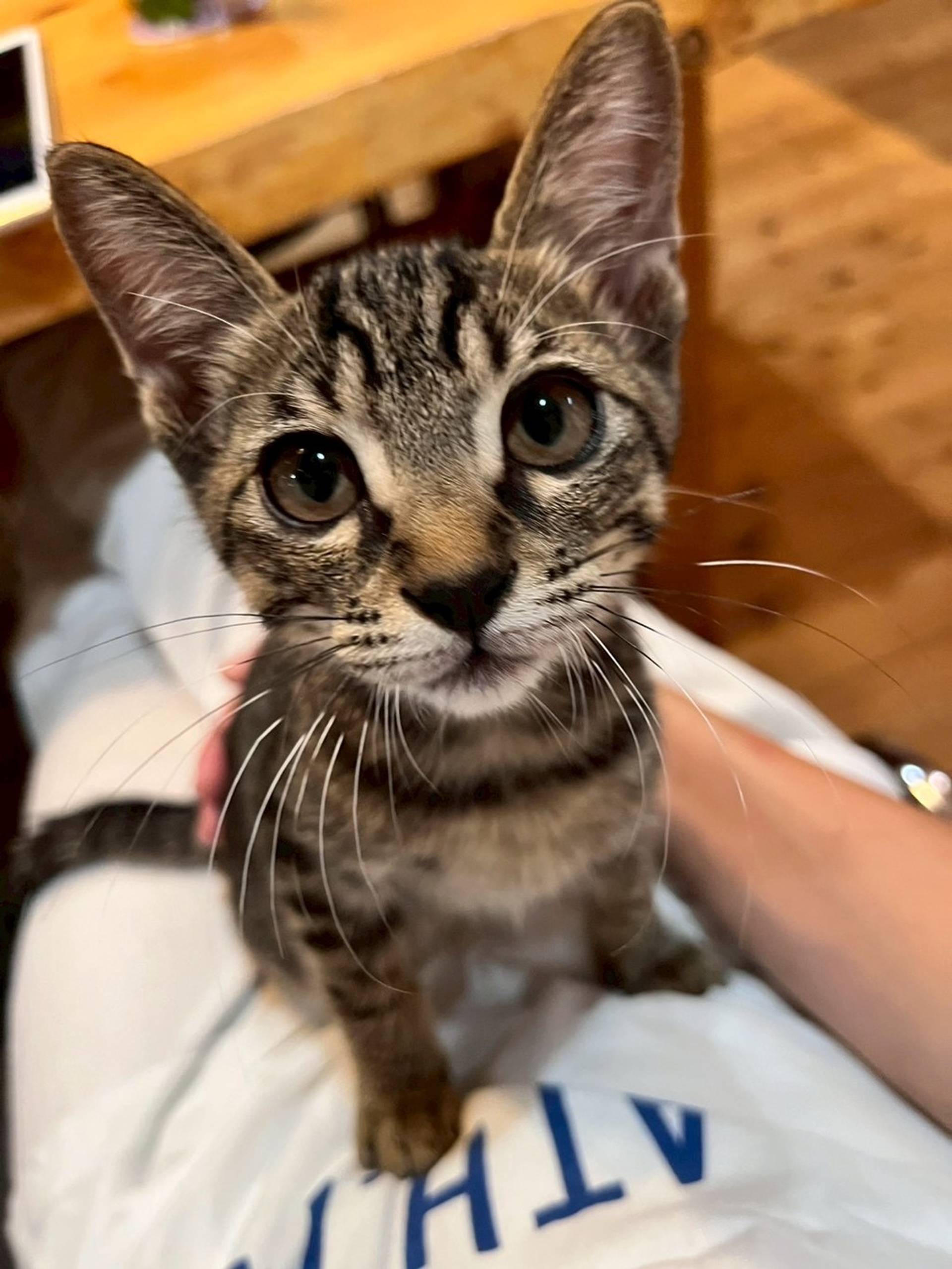 雑種（ミックス猫）・オスの里親募集の写真