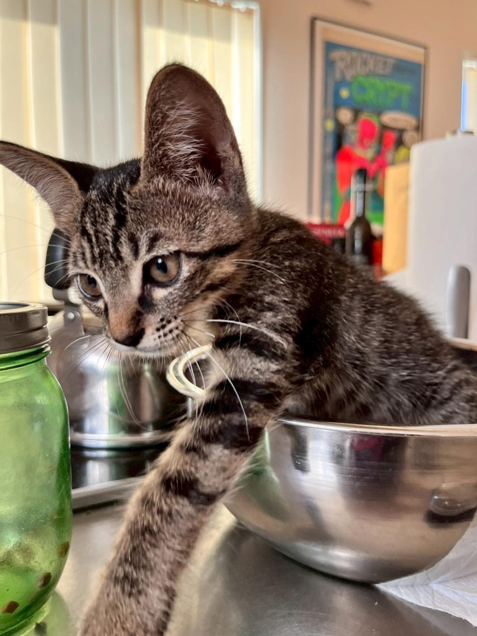 pet-image-4