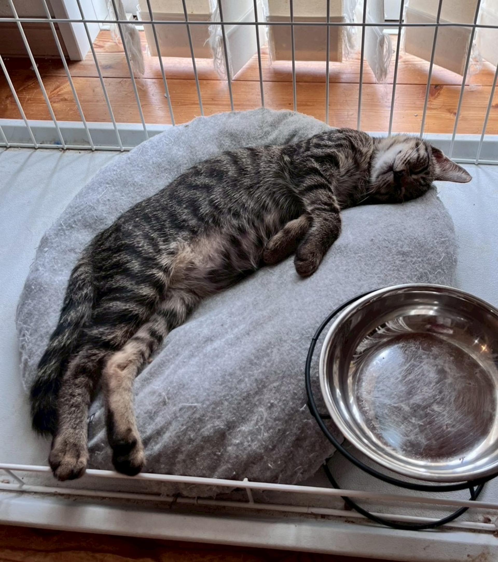 pet-image-6