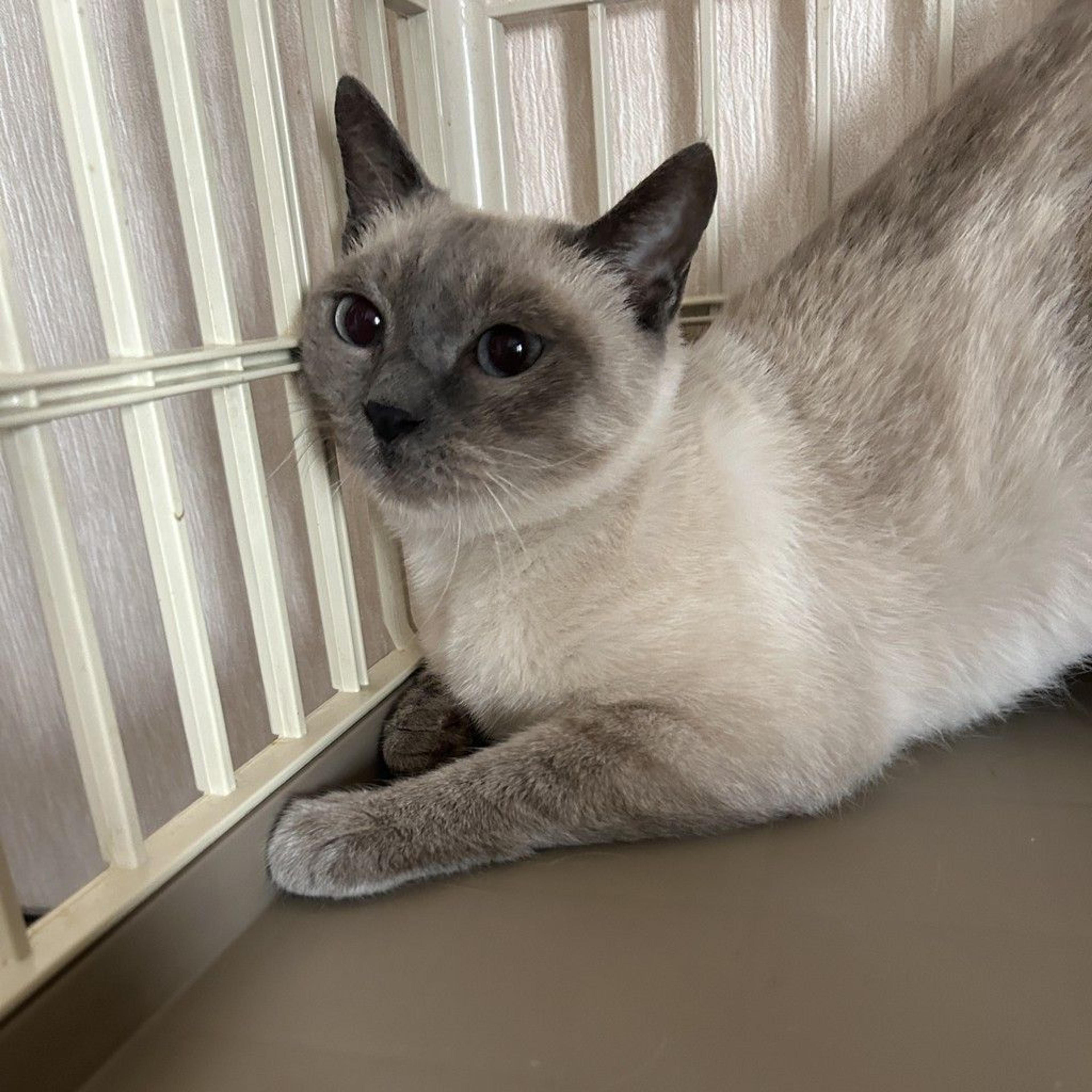 pet-image-2