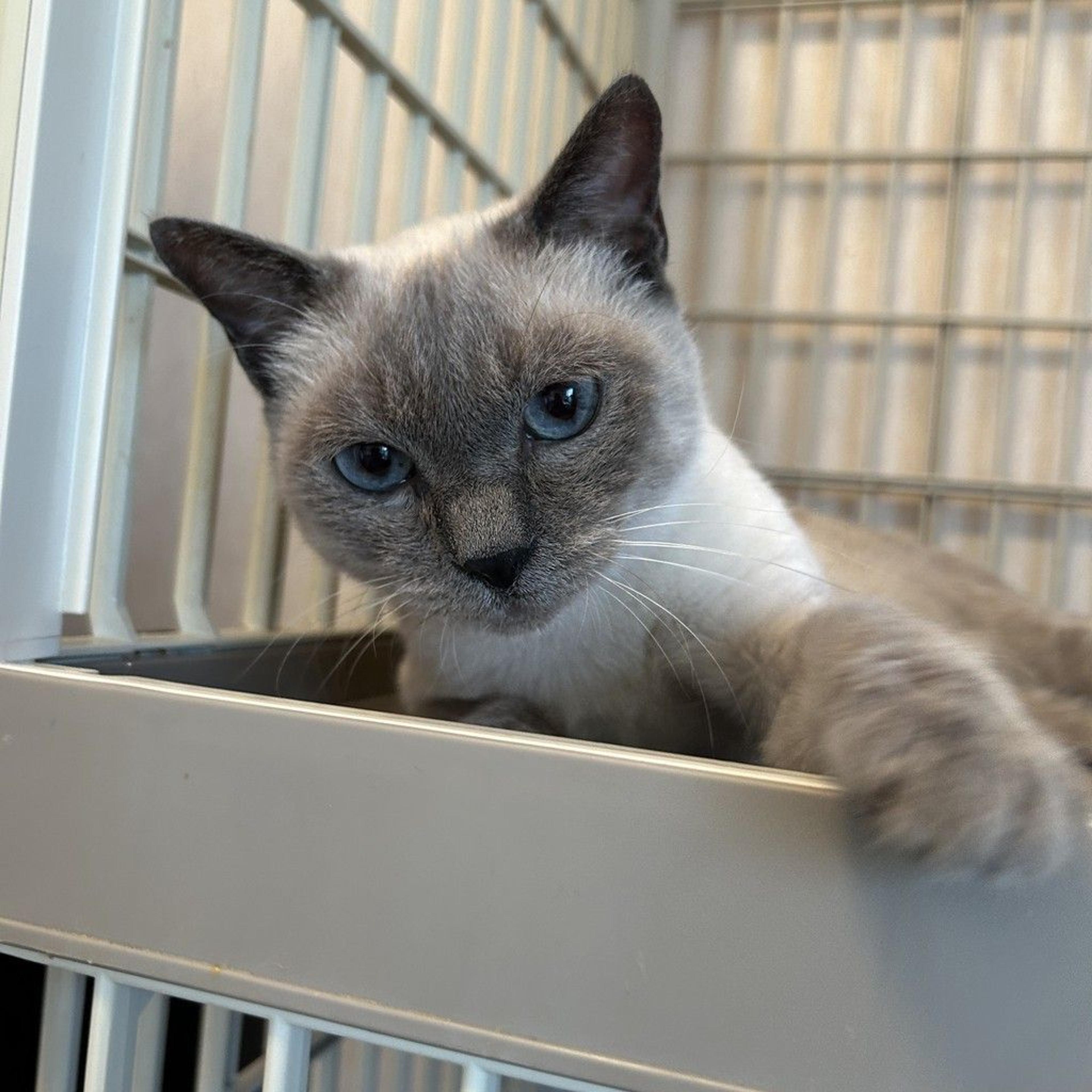 pet-image-3