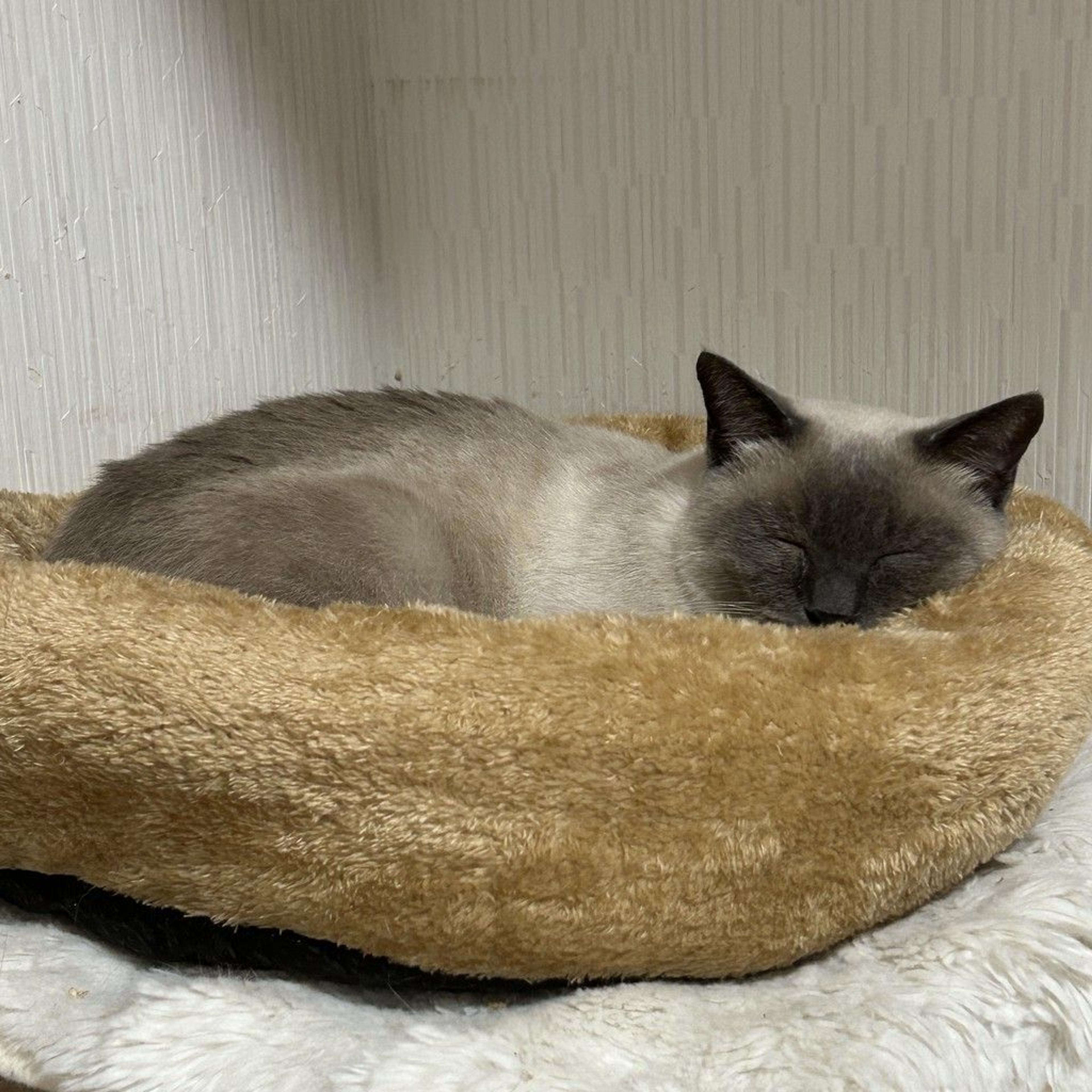 pet-image-4