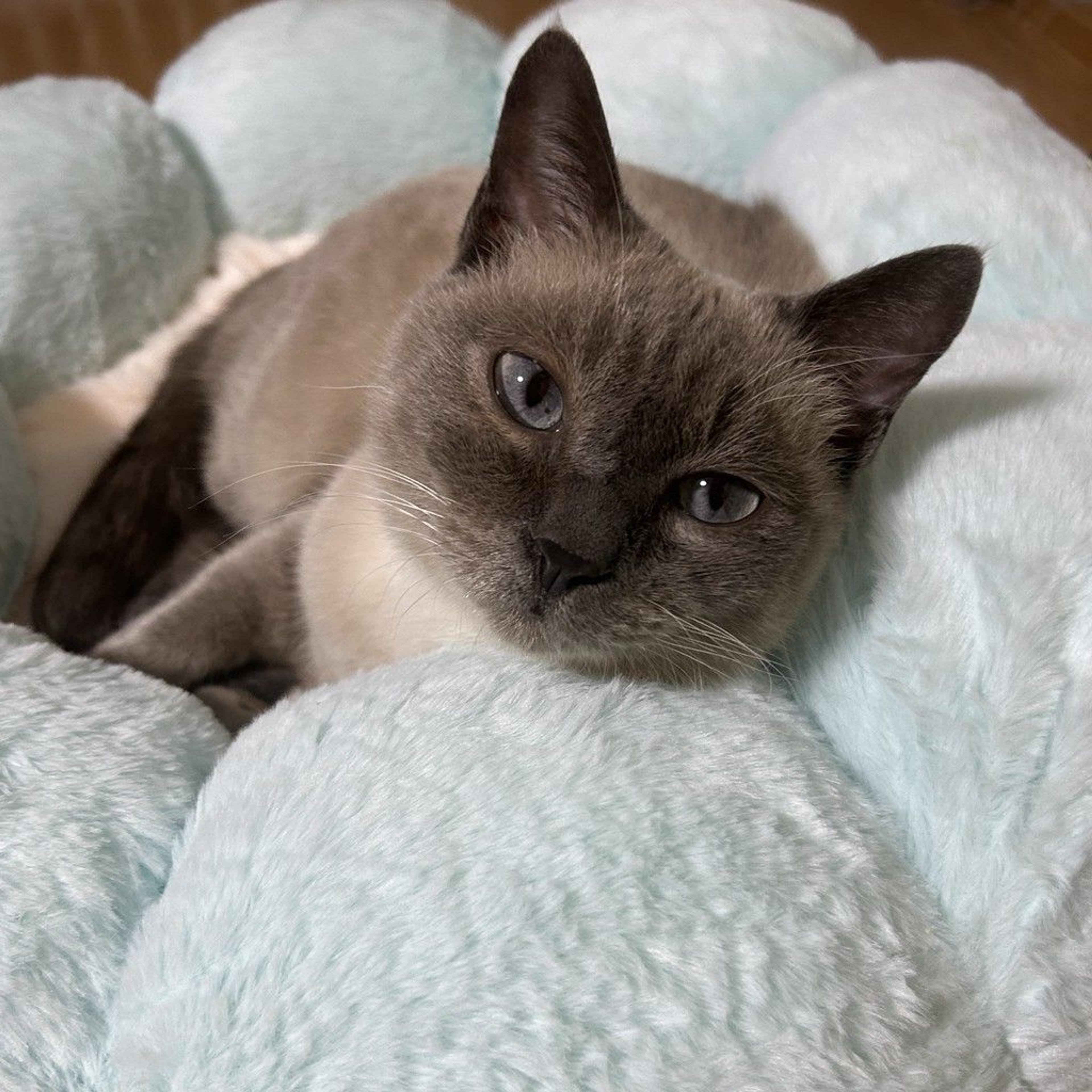 pet-image-5