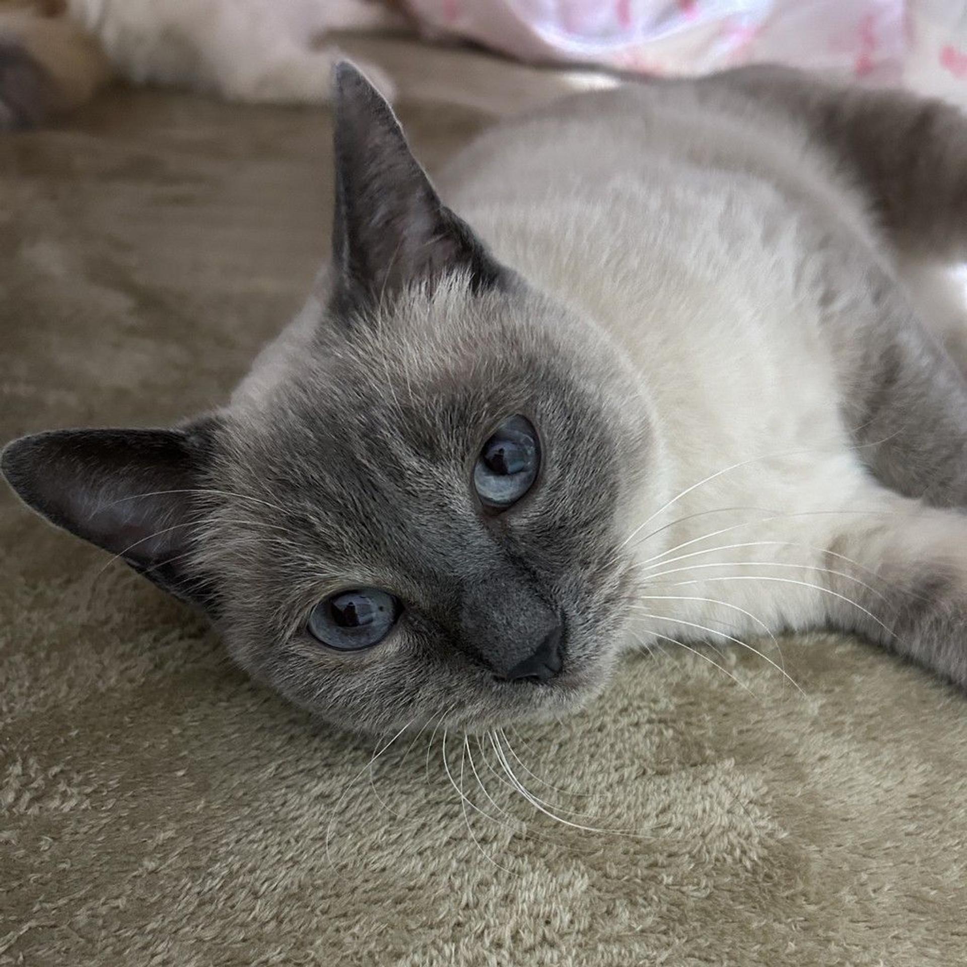 pet-image-6