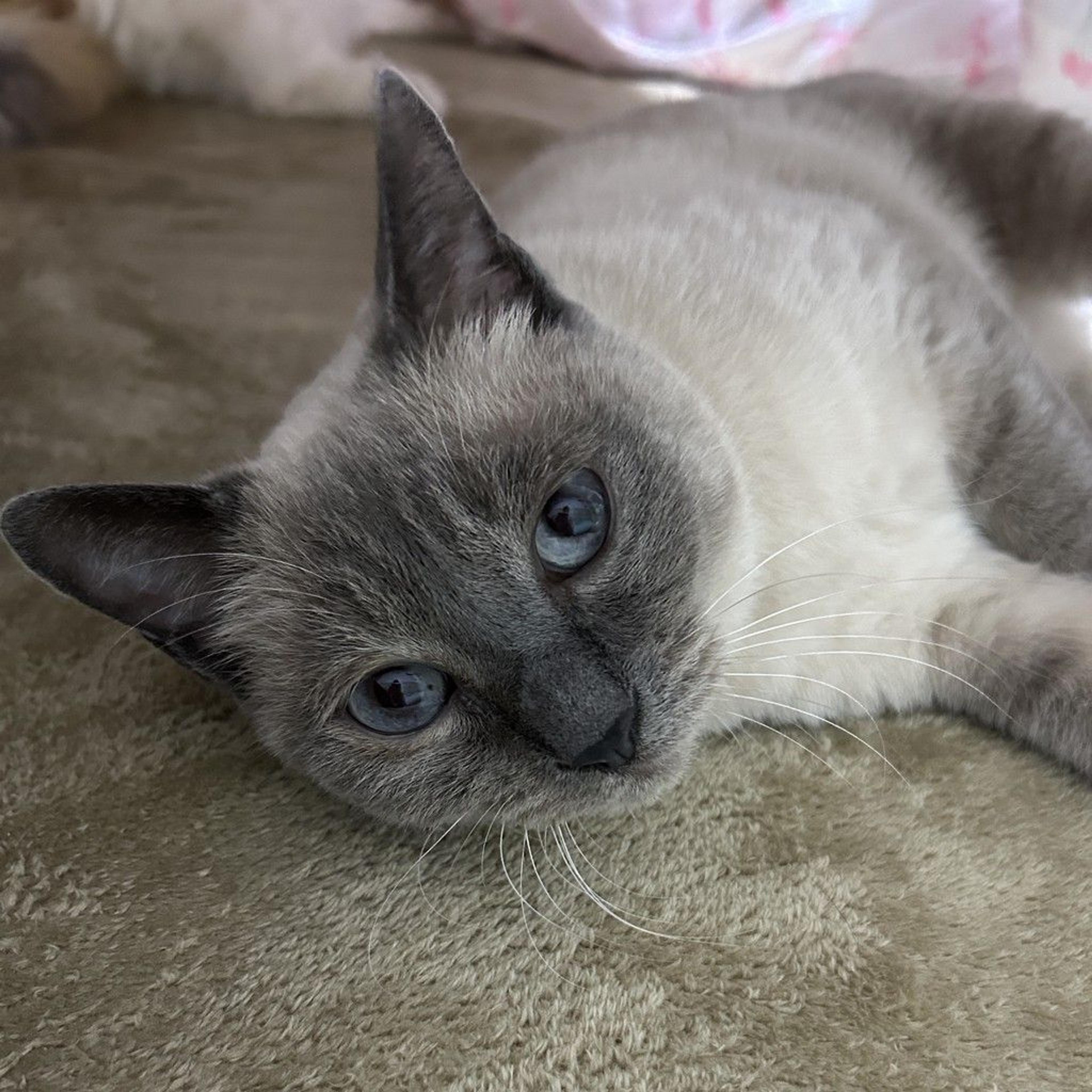 pet-image-6