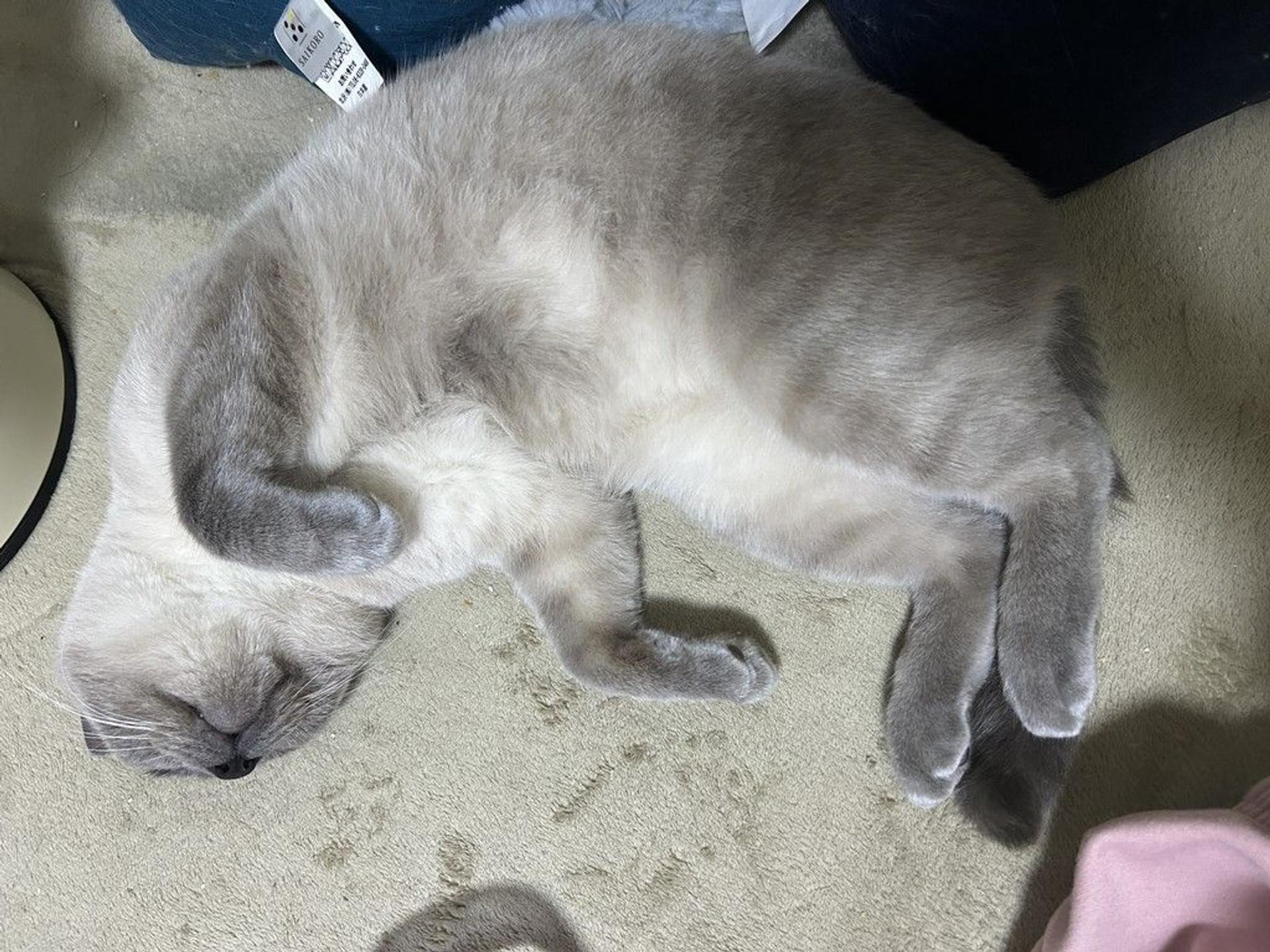pet-image-7