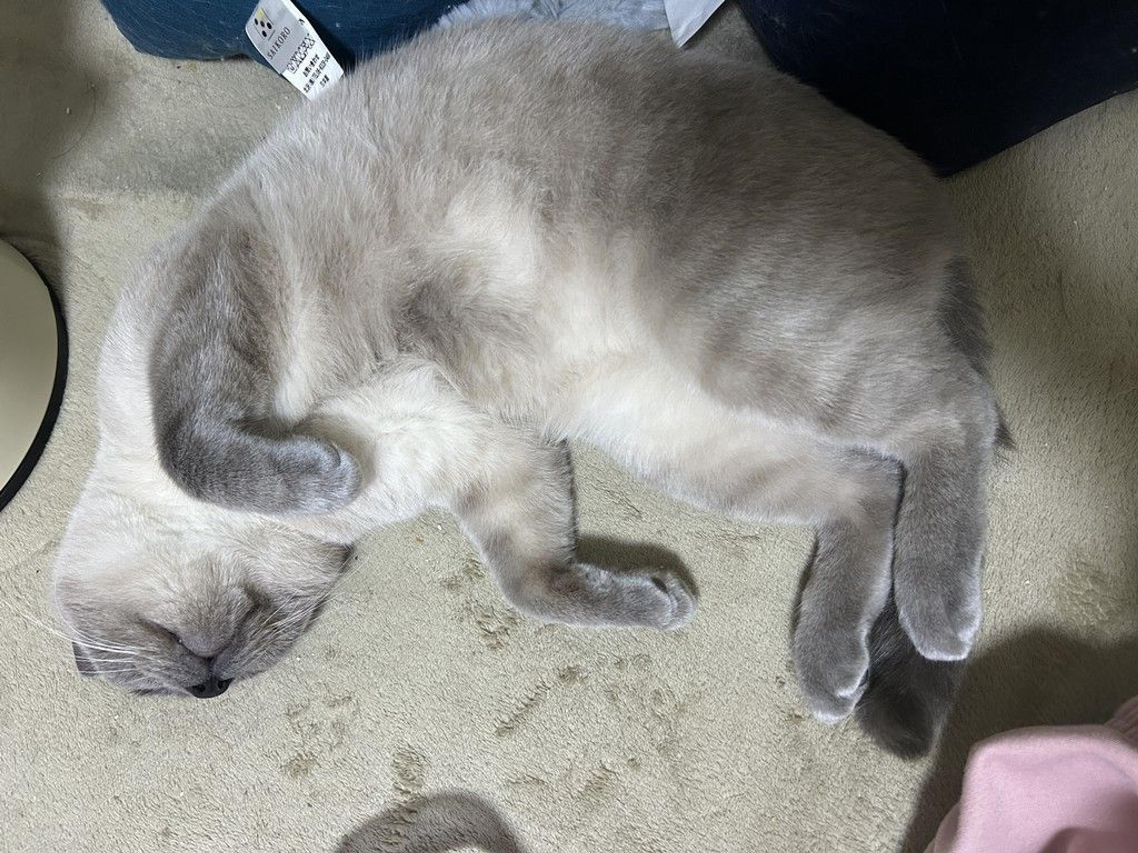 pet-image-7