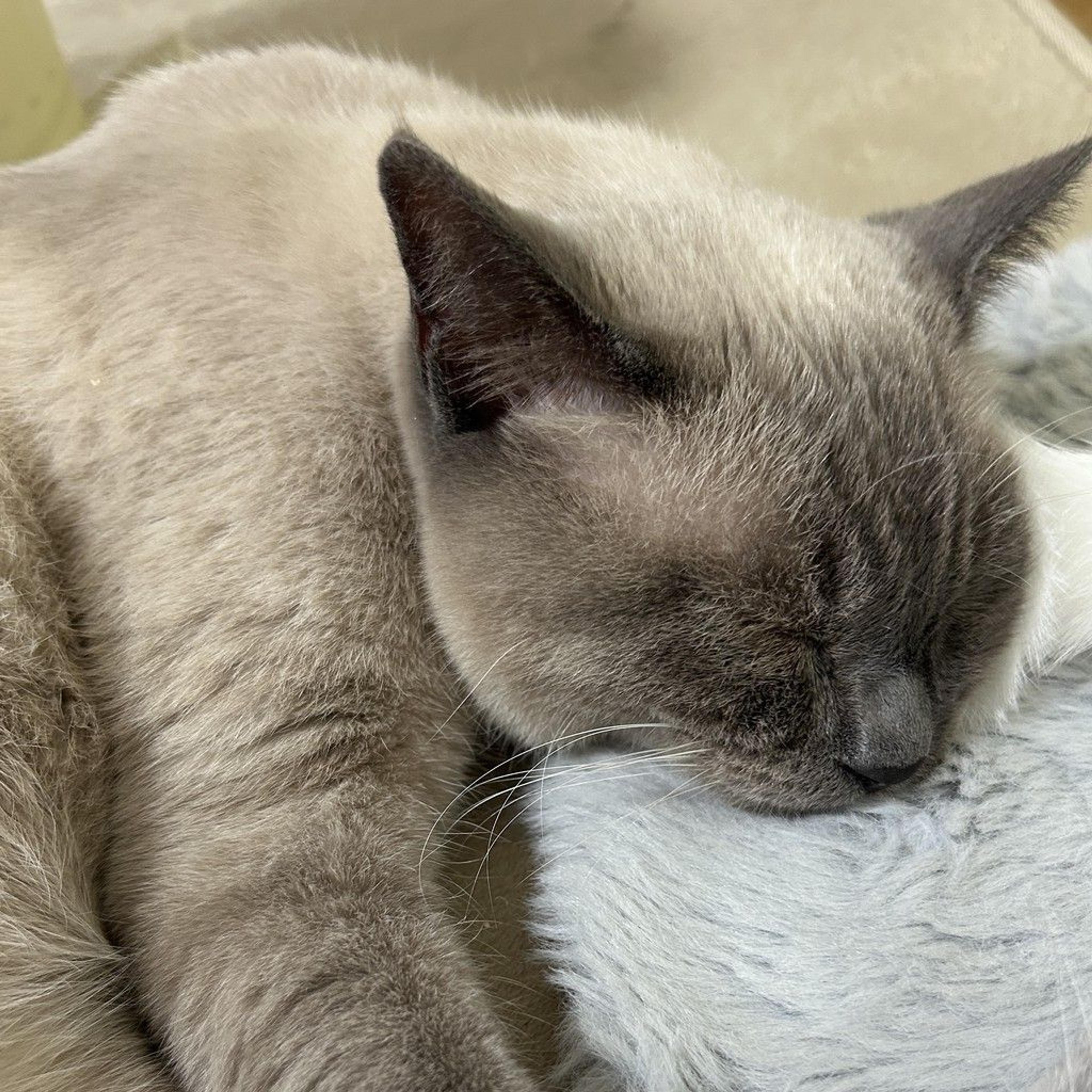 pet-image-8