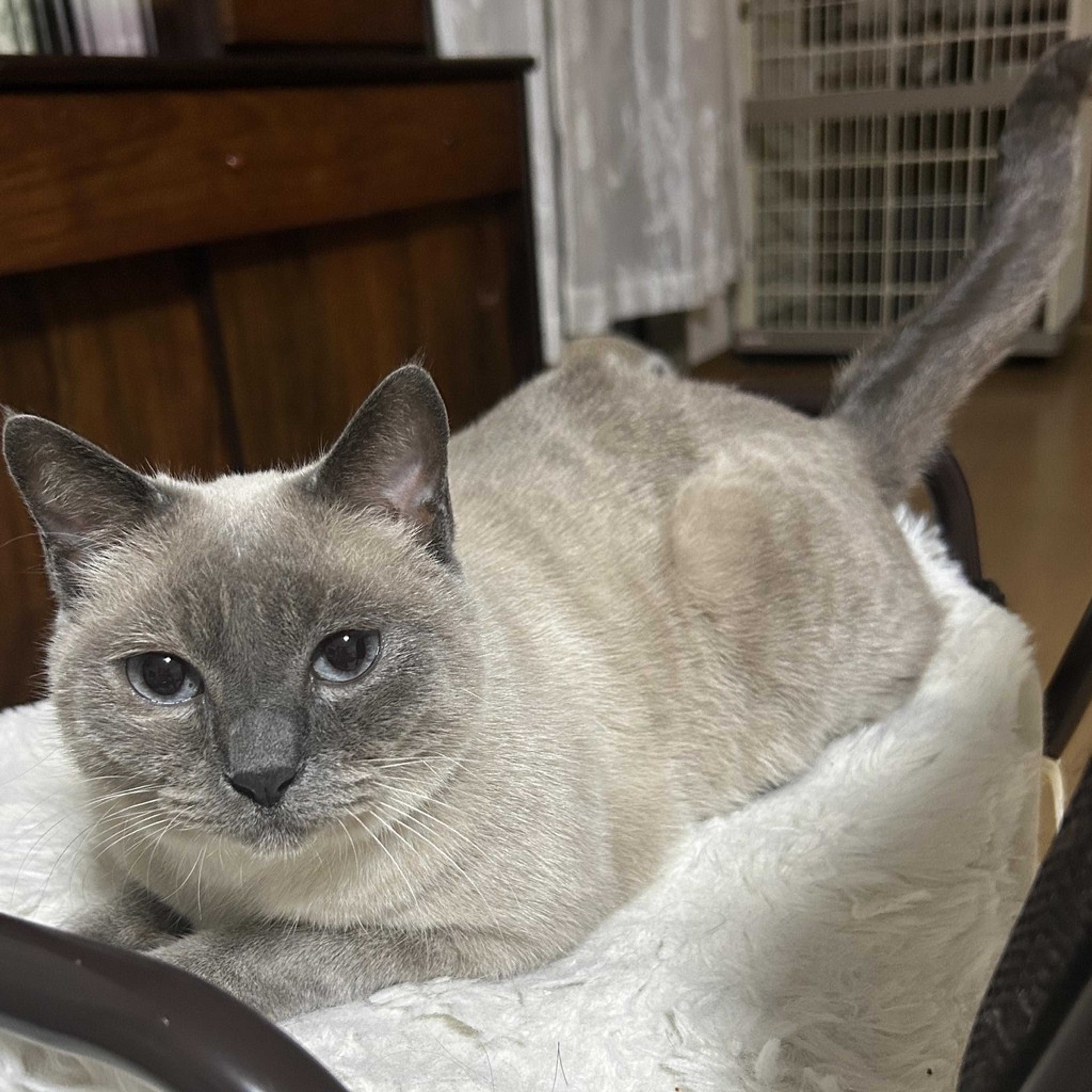 pet-image-9