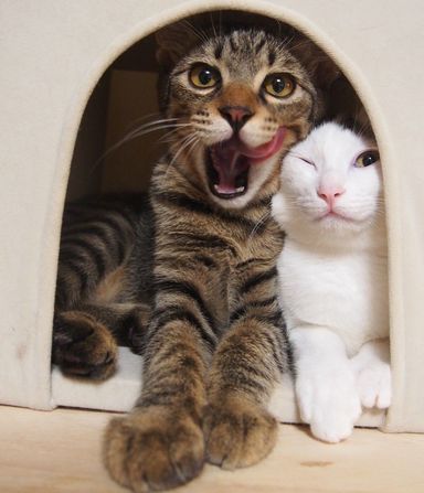 ちーむサーティワン（きなこ&なっつ）