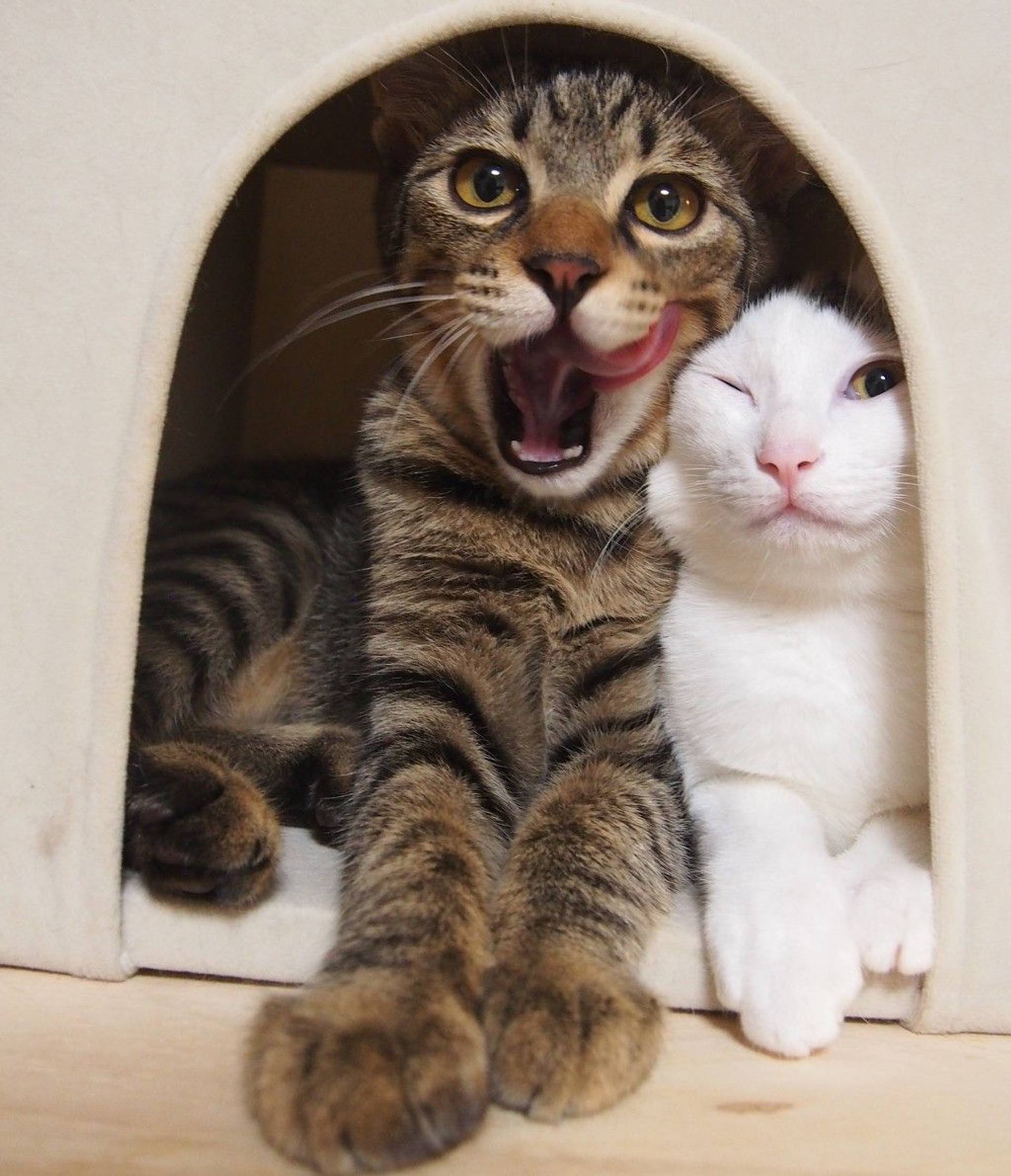 雑種（ミックス猫）・オスの里親募集の写真