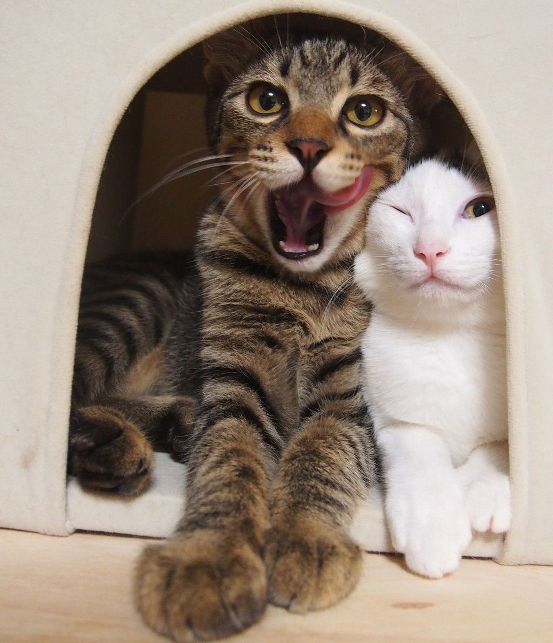 雑種（ミックス猫）・オスの里親募集の写真