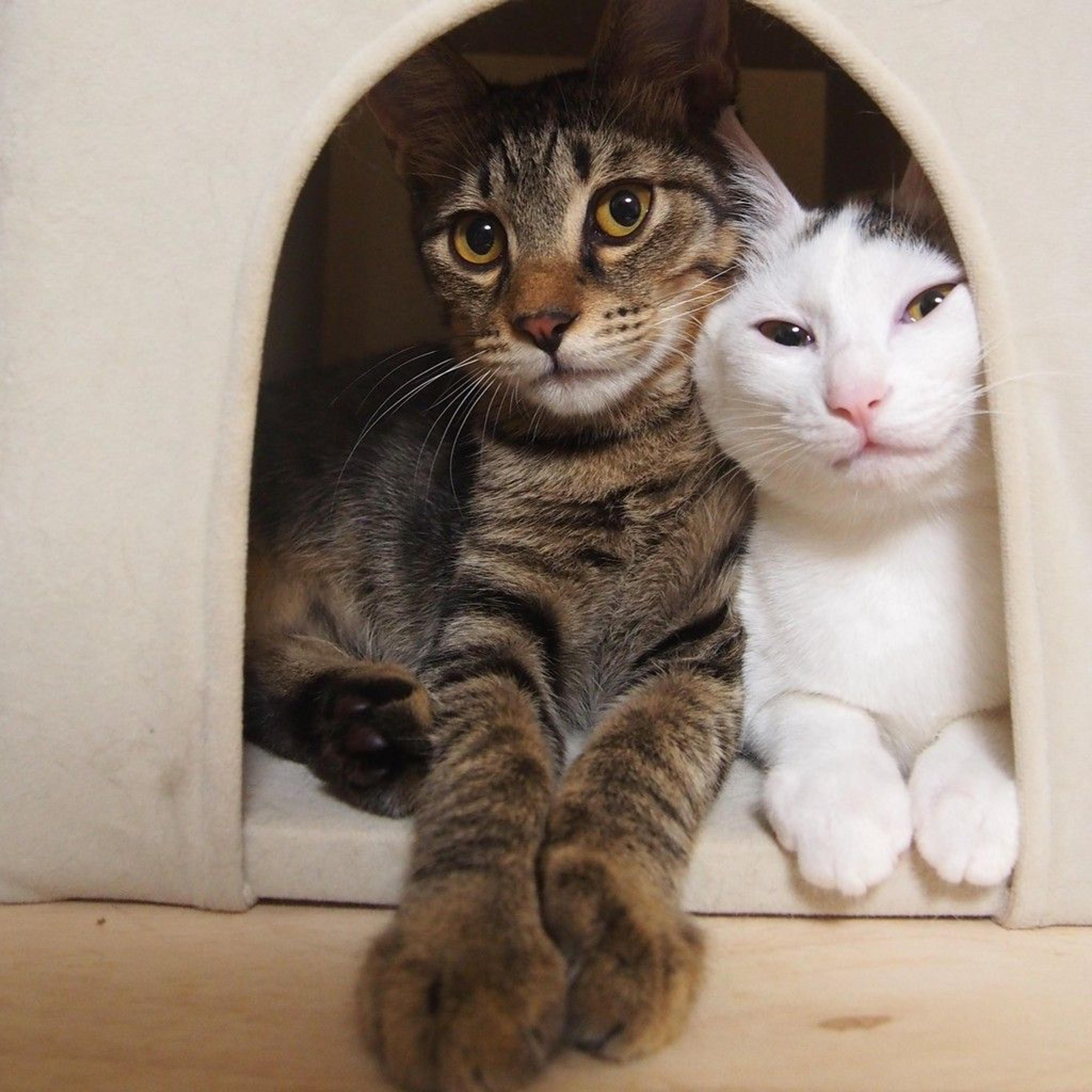pet-image-2