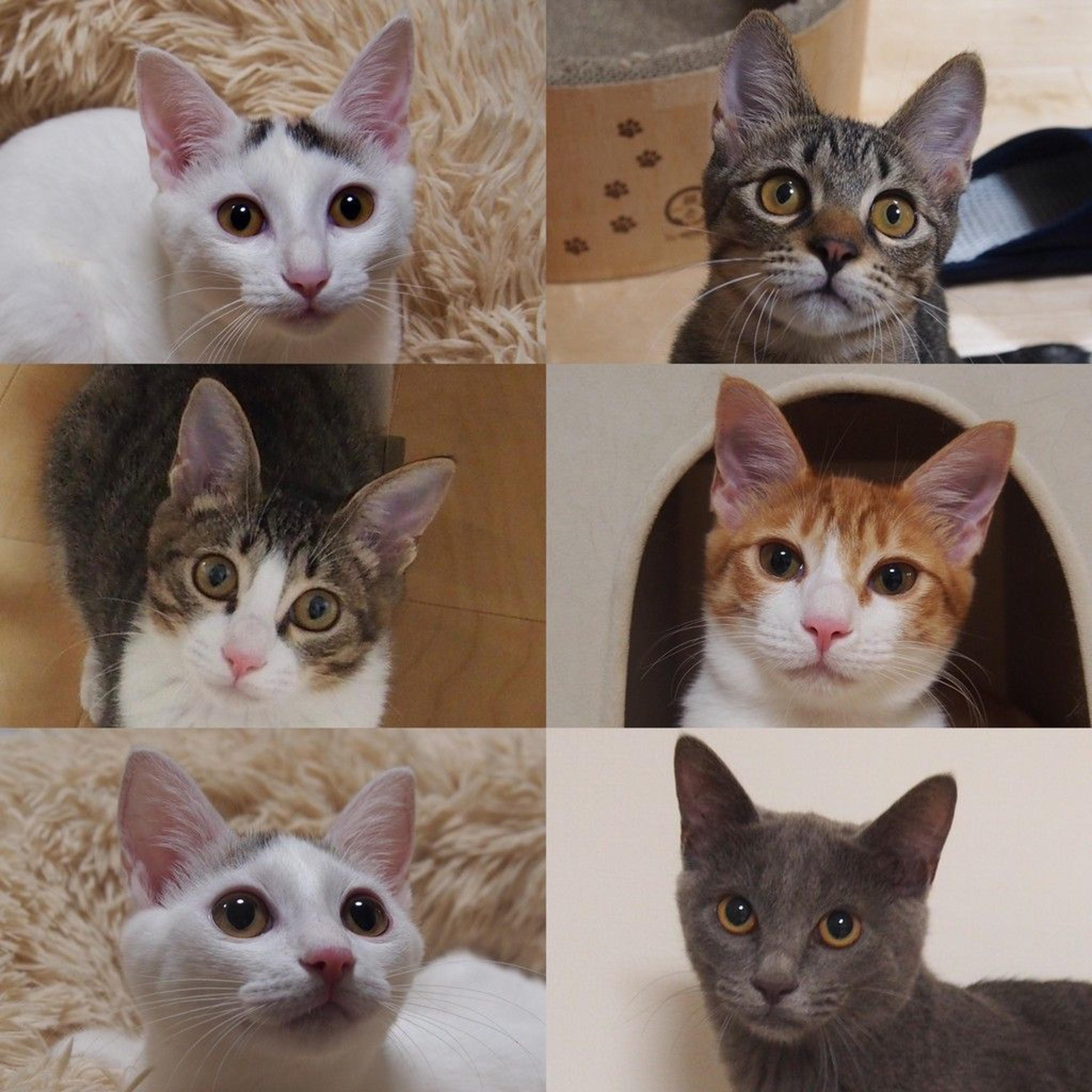pet-image-3