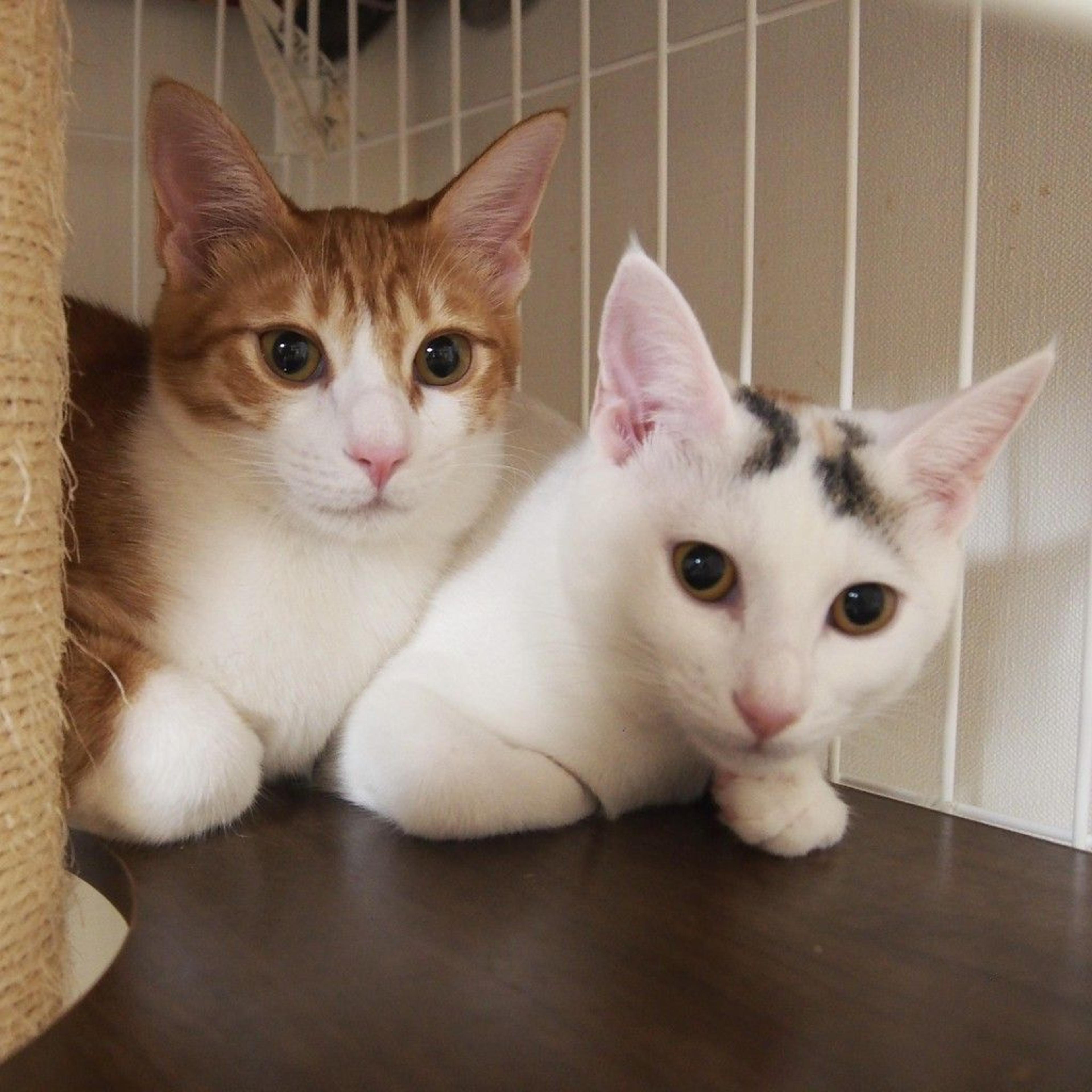 pet-image-4