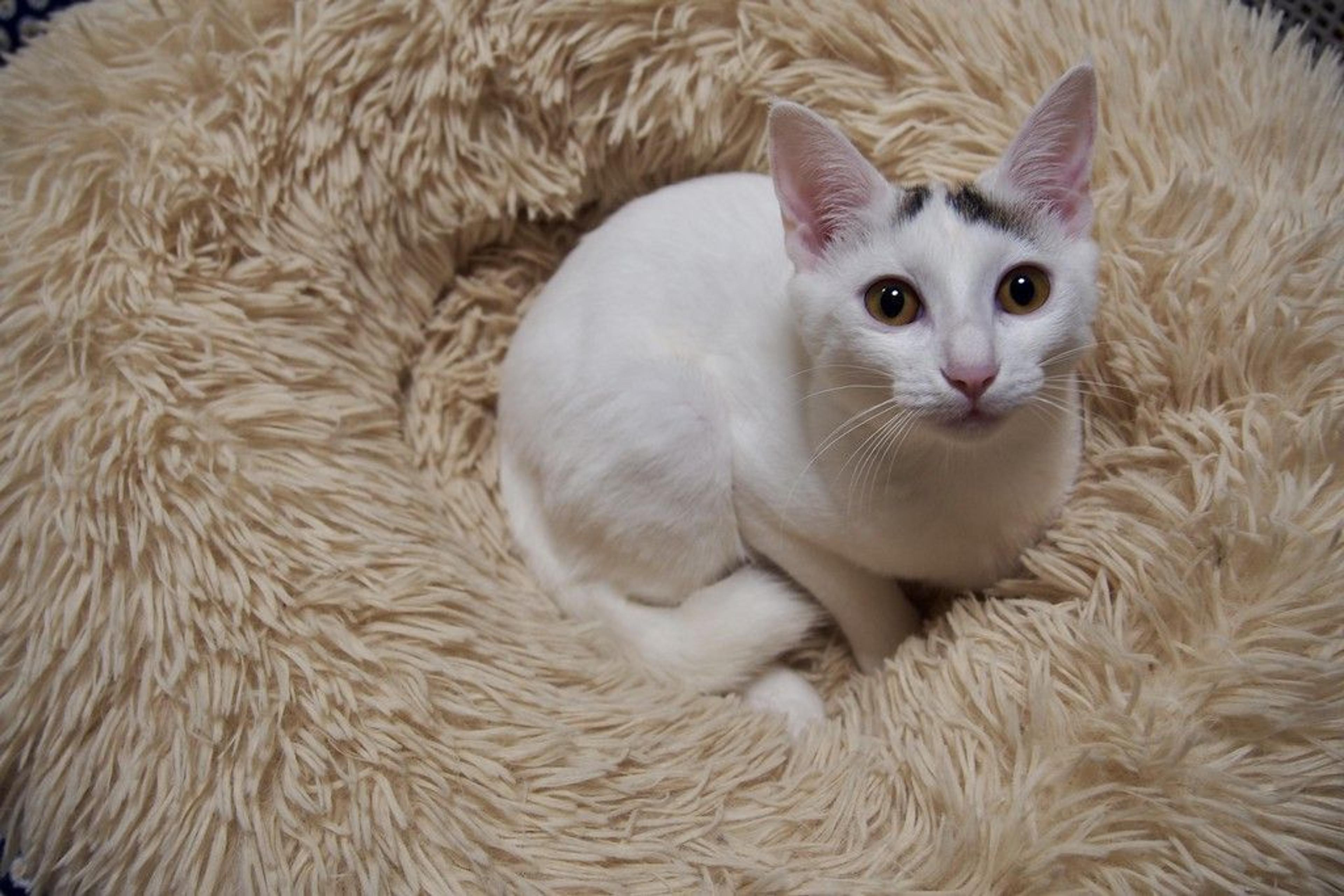 pet-image-7