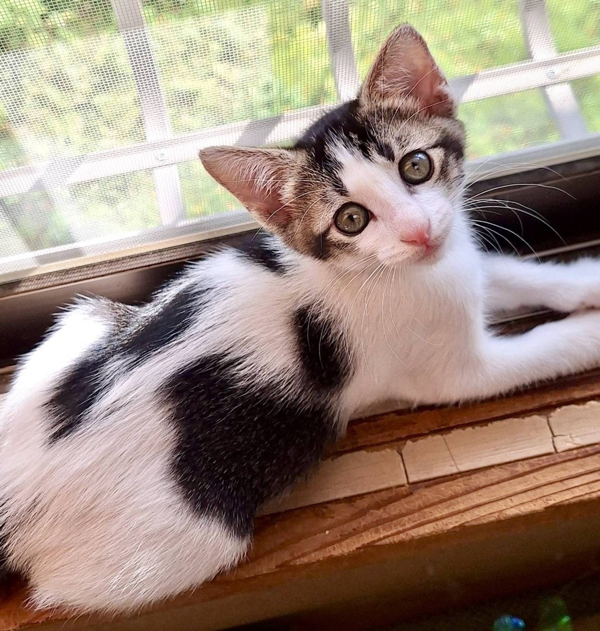 雑種（ミックス猫）・メスの里親募集の写真