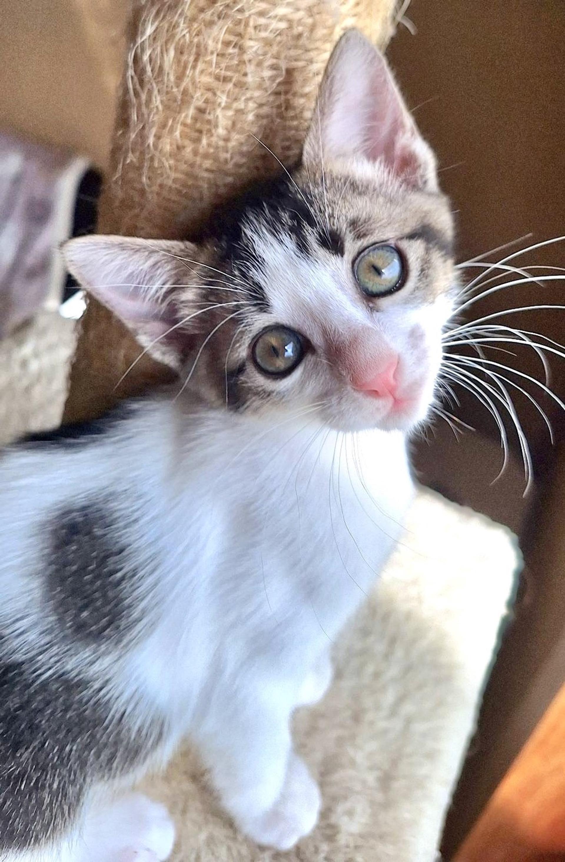 pet-image-2