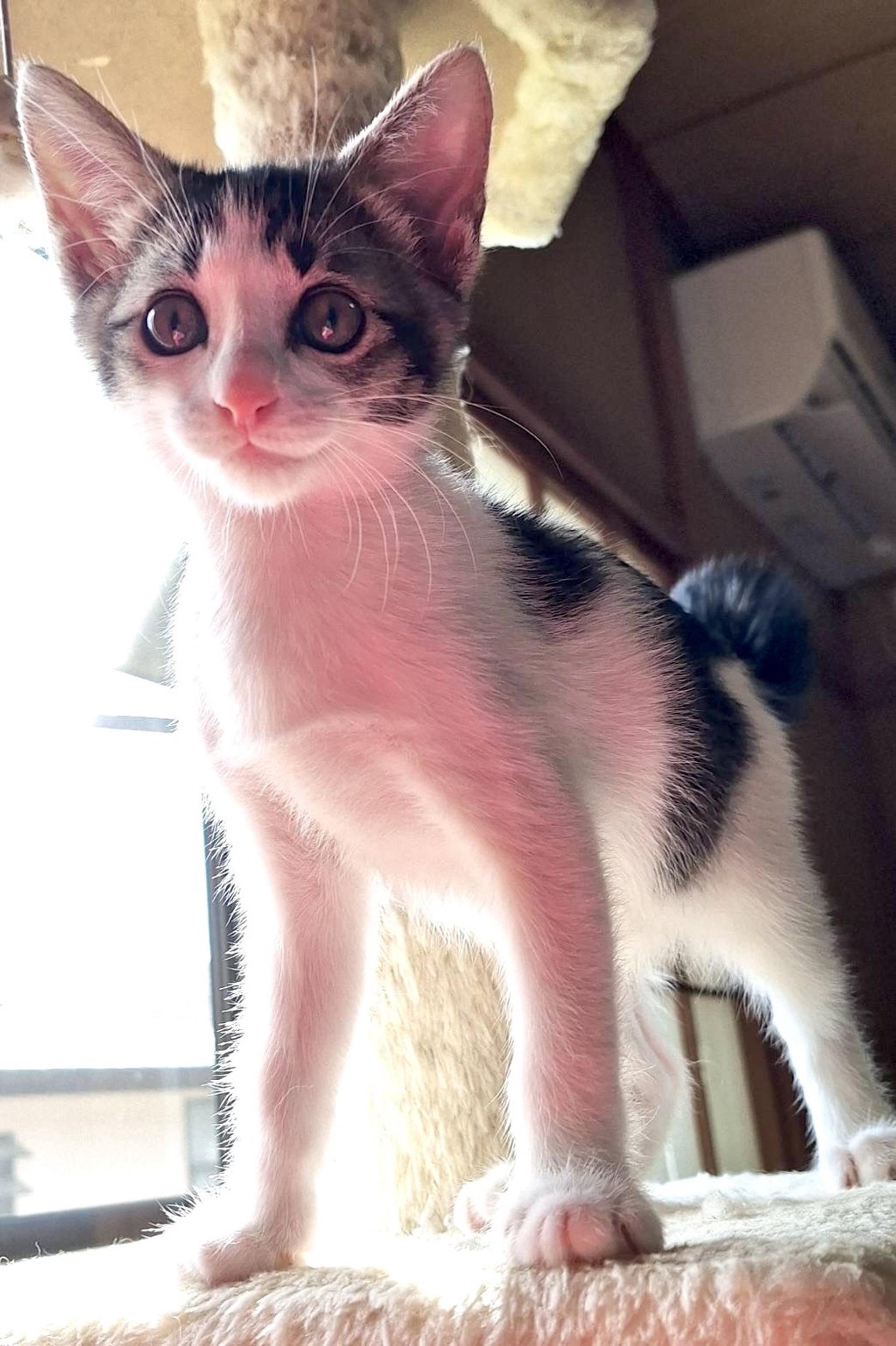 pet-image-3