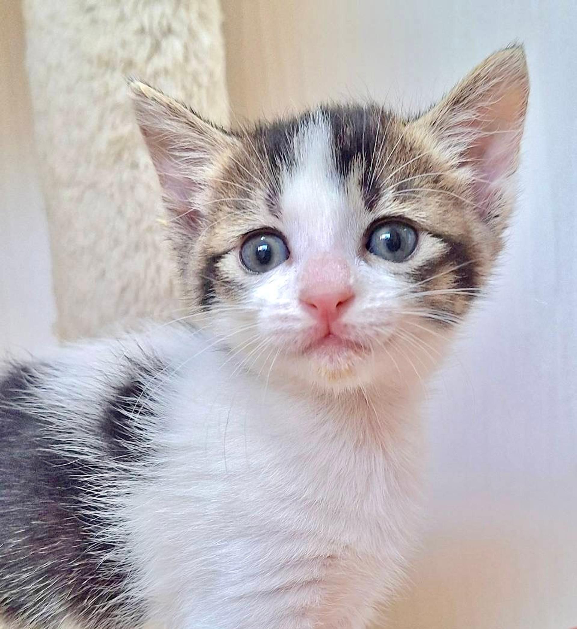 pet-image-4