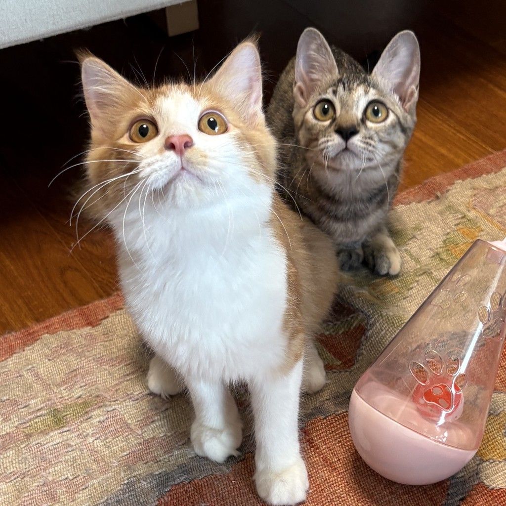 10/5三田】超甘えん坊仲良しペア | 雑種（ミックス猫） | みなとねこ