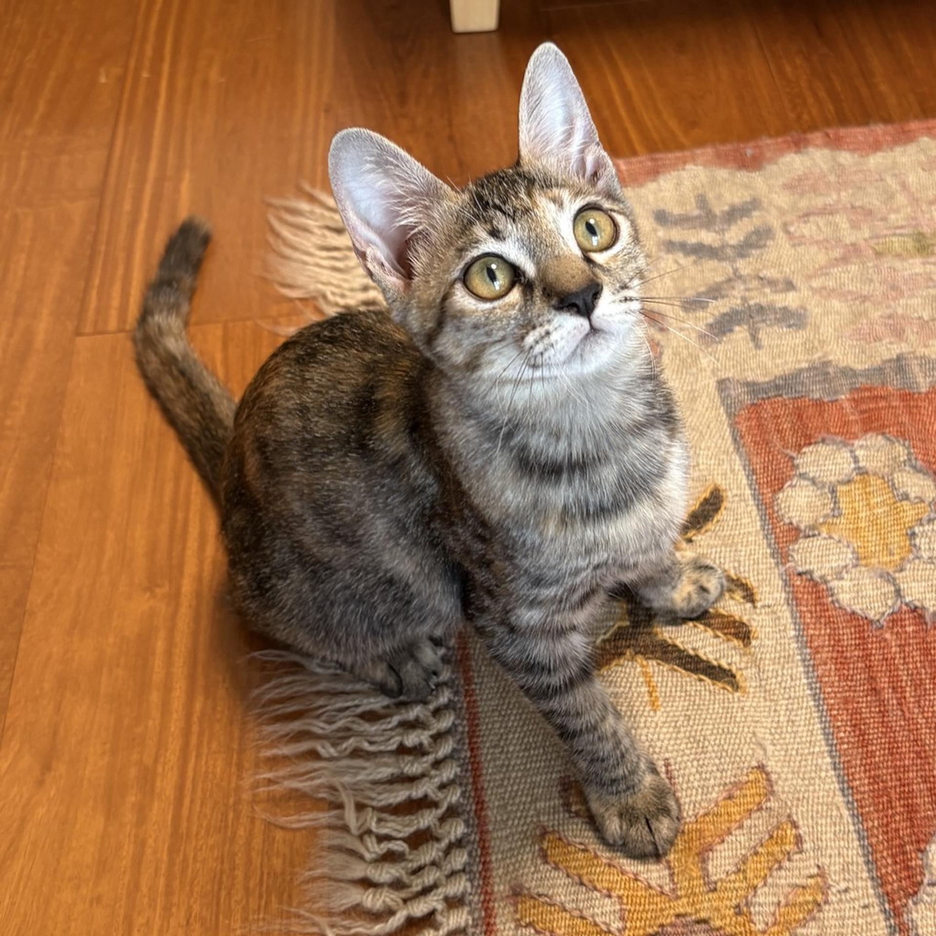 pet-image-5