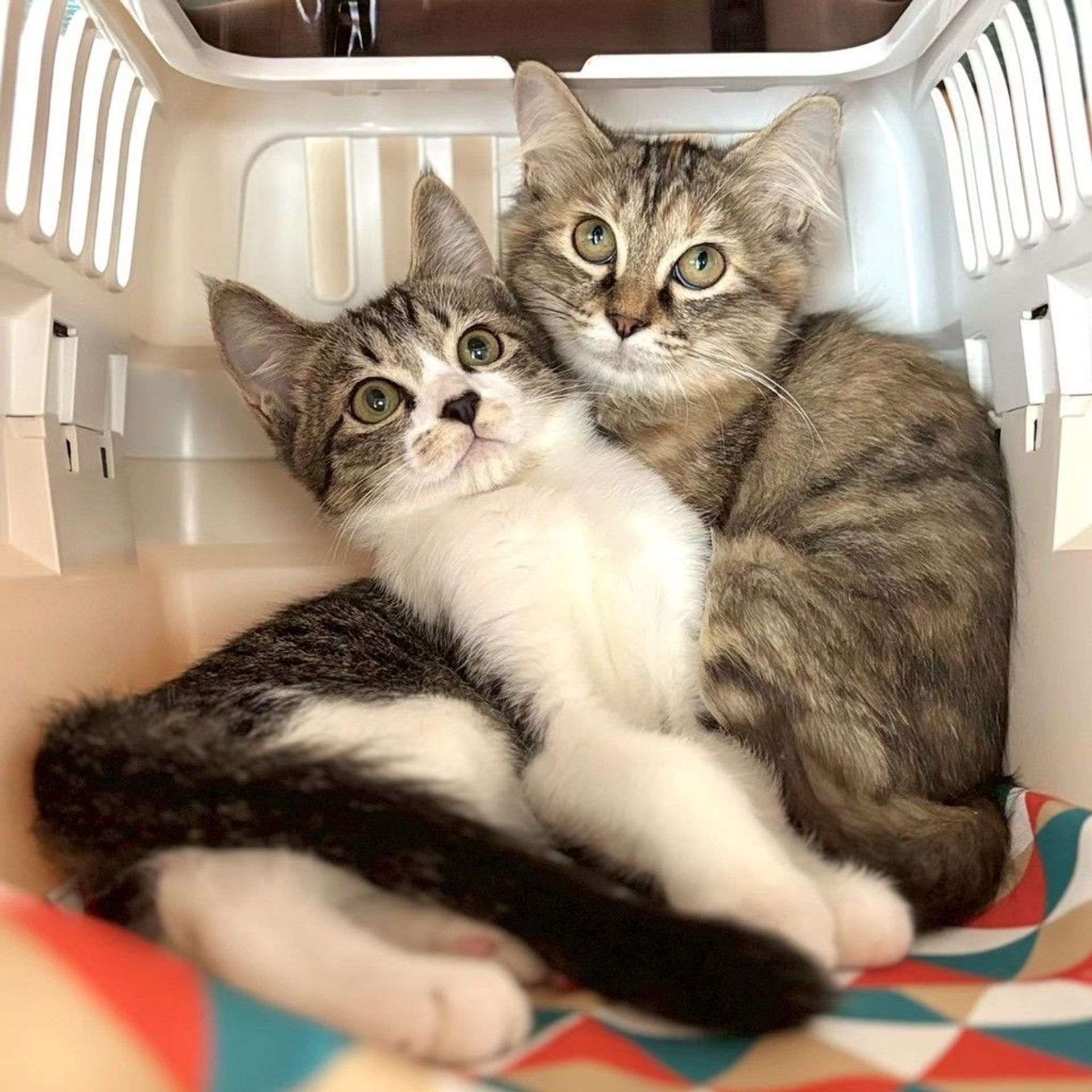 雑種（ミックス猫）・メスの里親募集の写真
