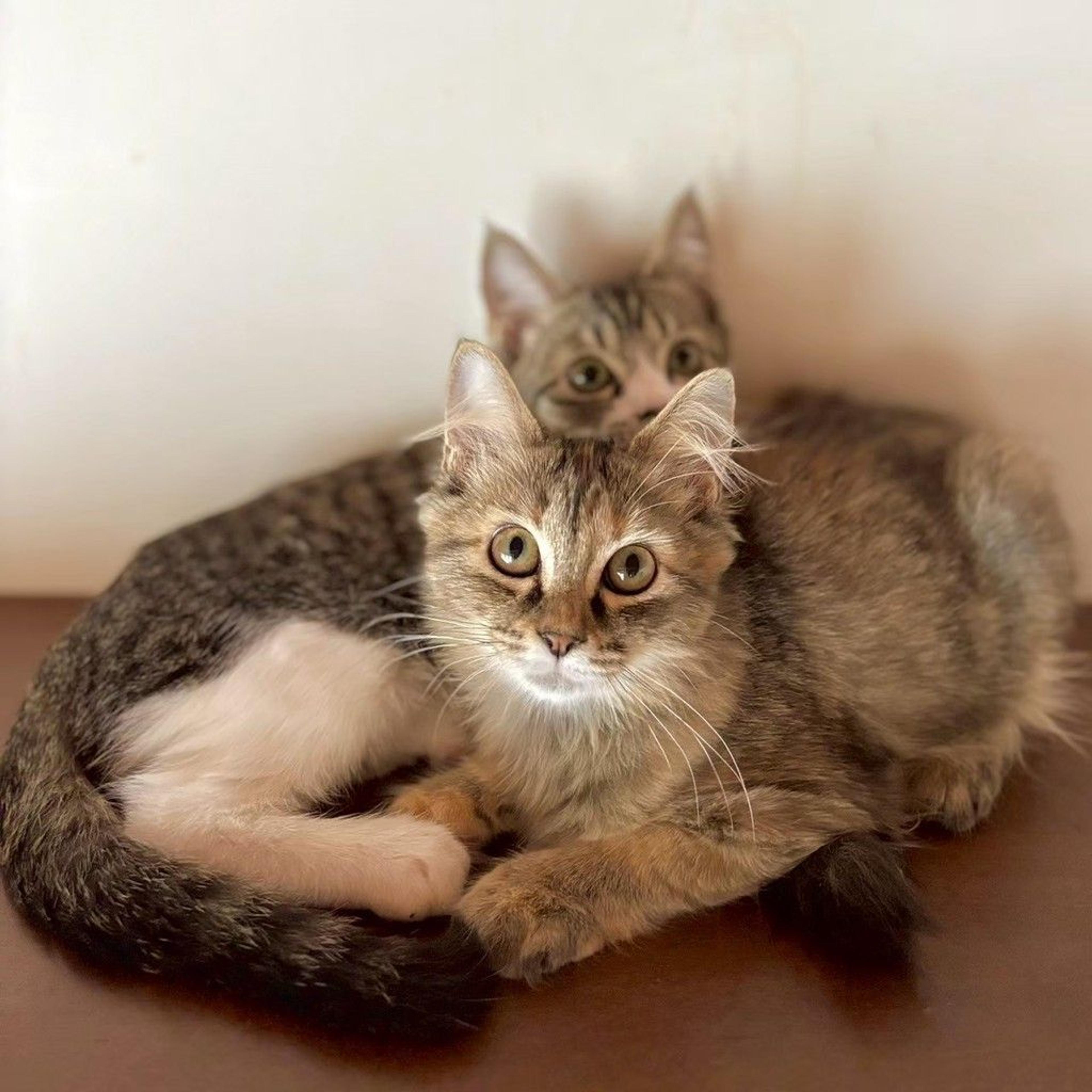 pet-image-2
