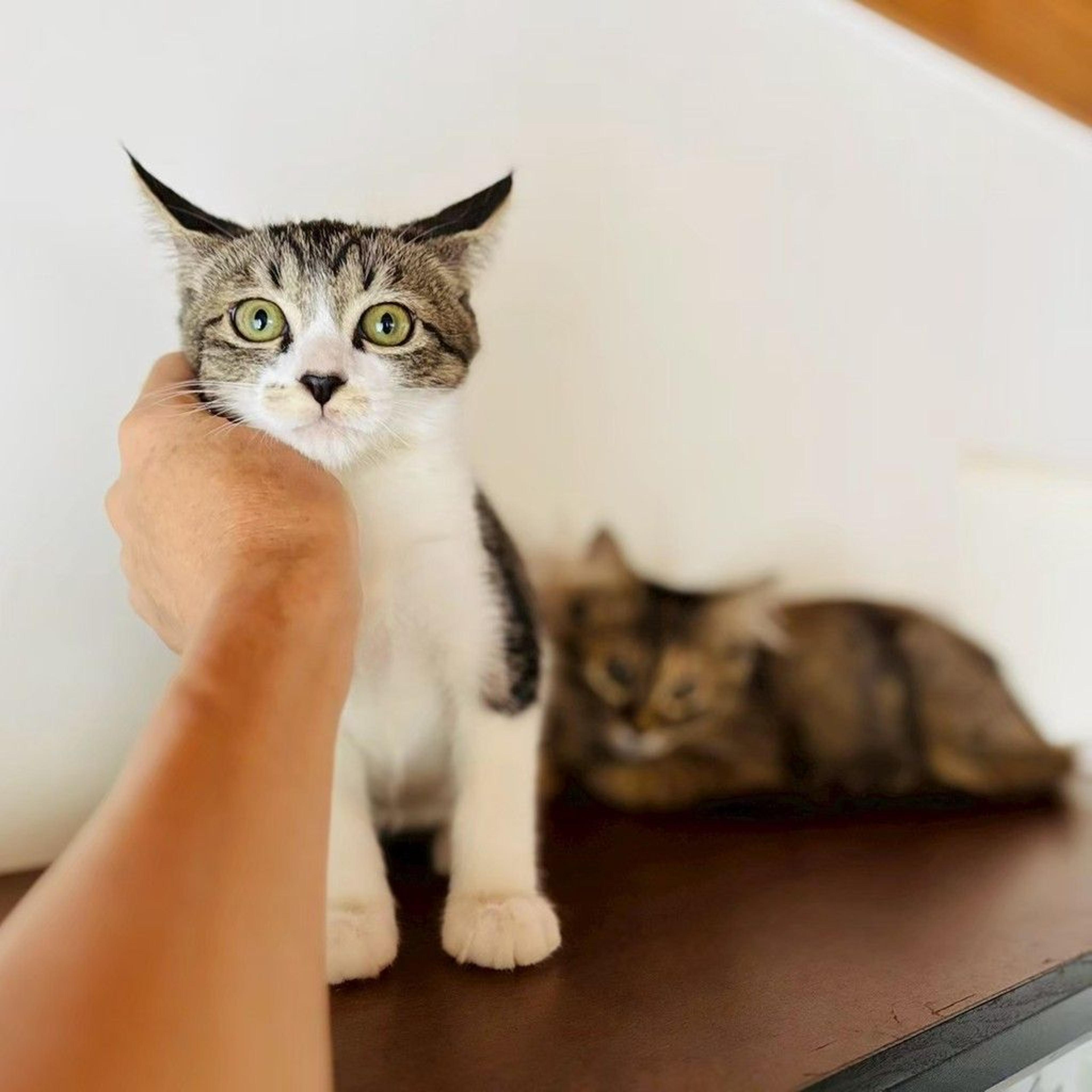 pet-image-3