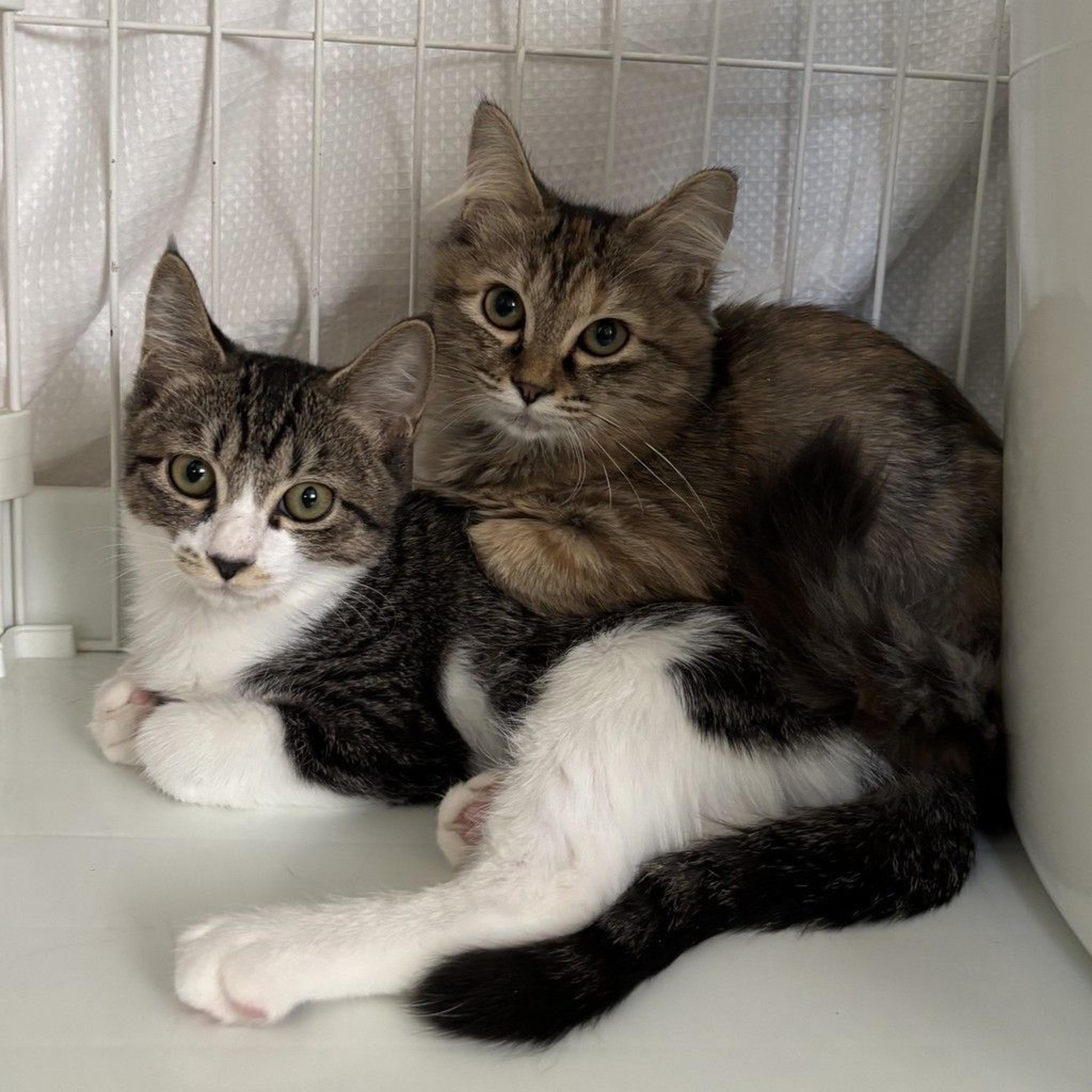 pet-image-4