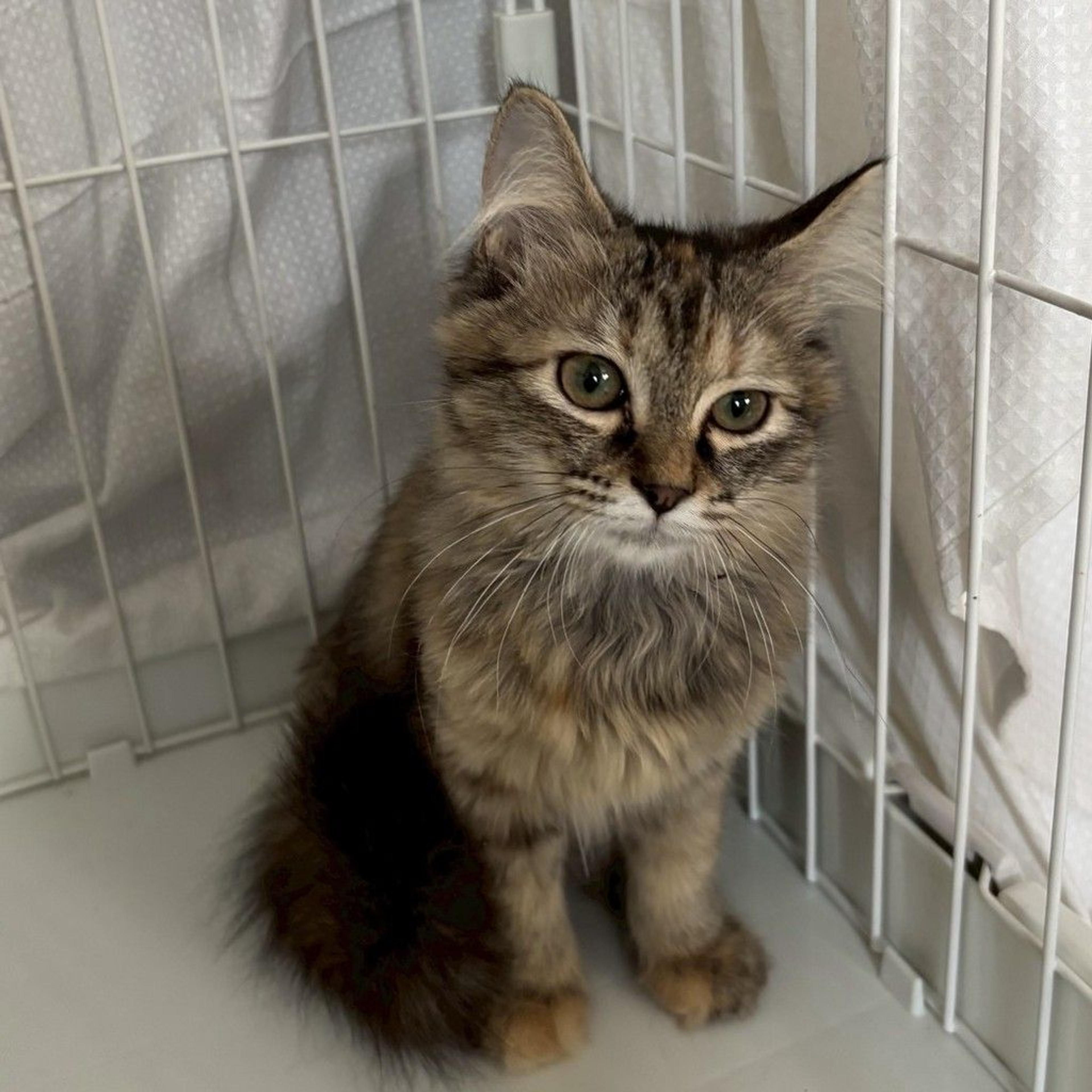 pet-image-7