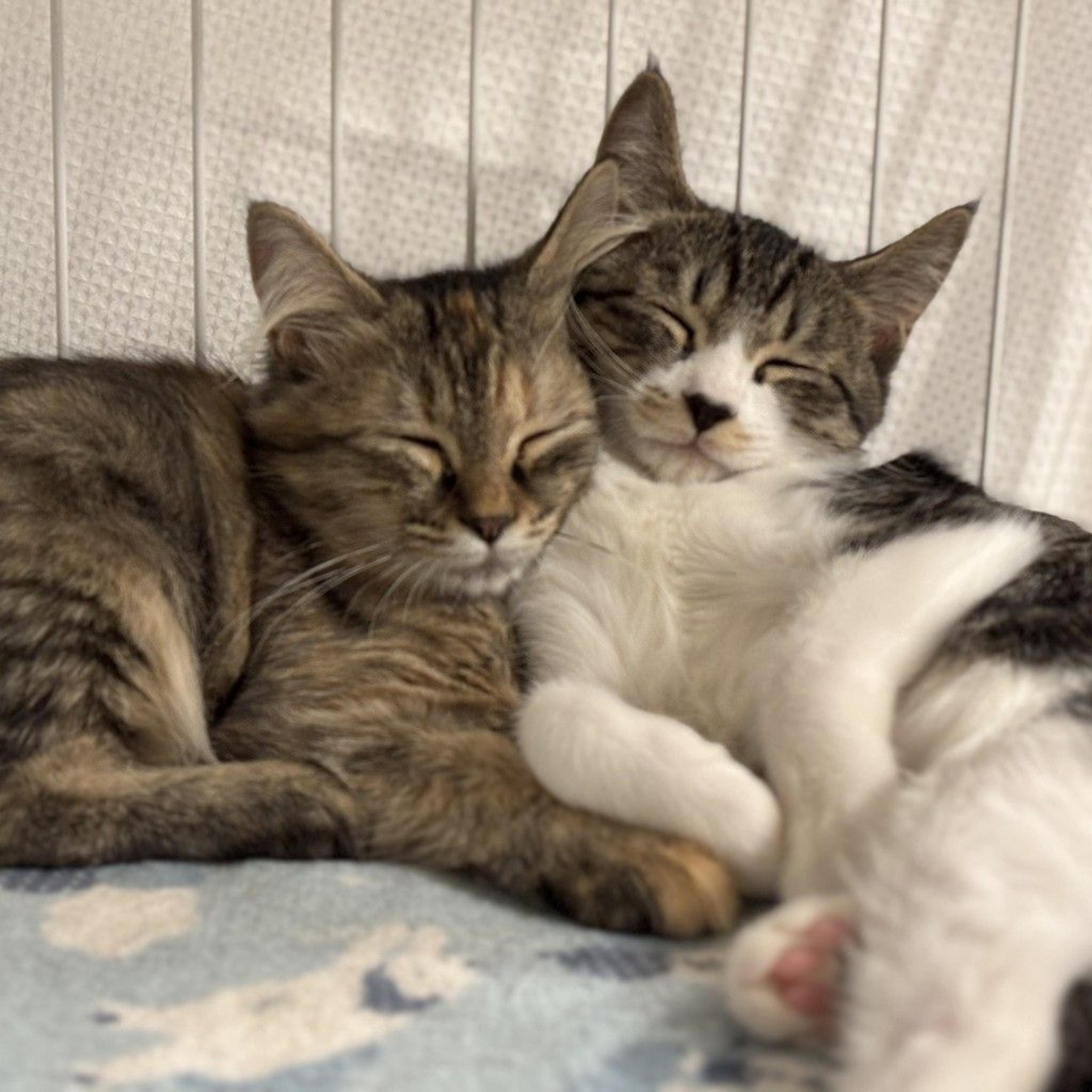 pet-image-8