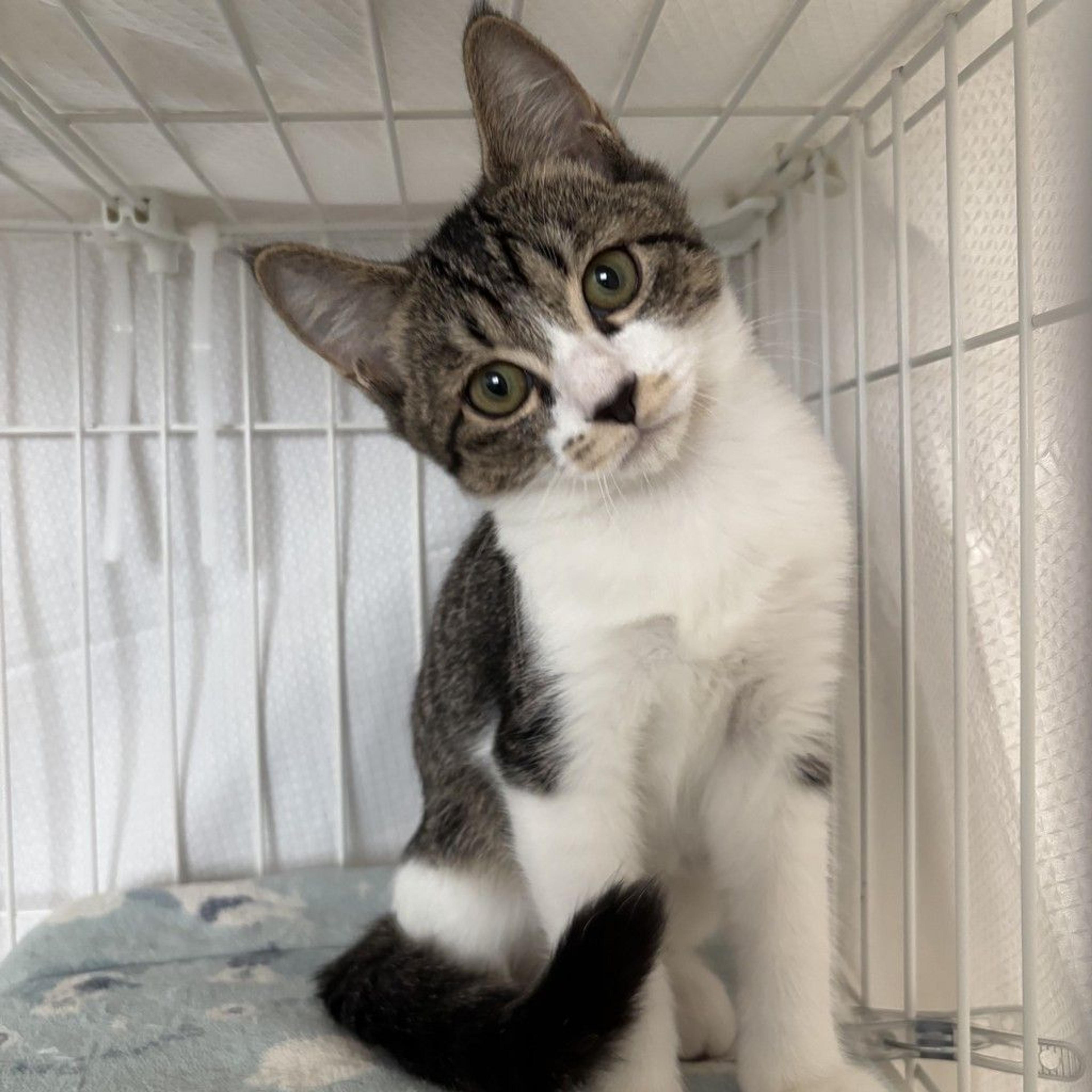 pet-image-9