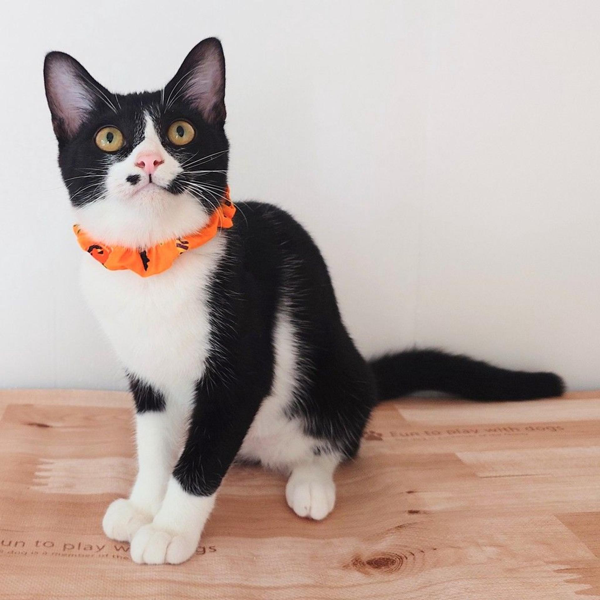 pet-image-5