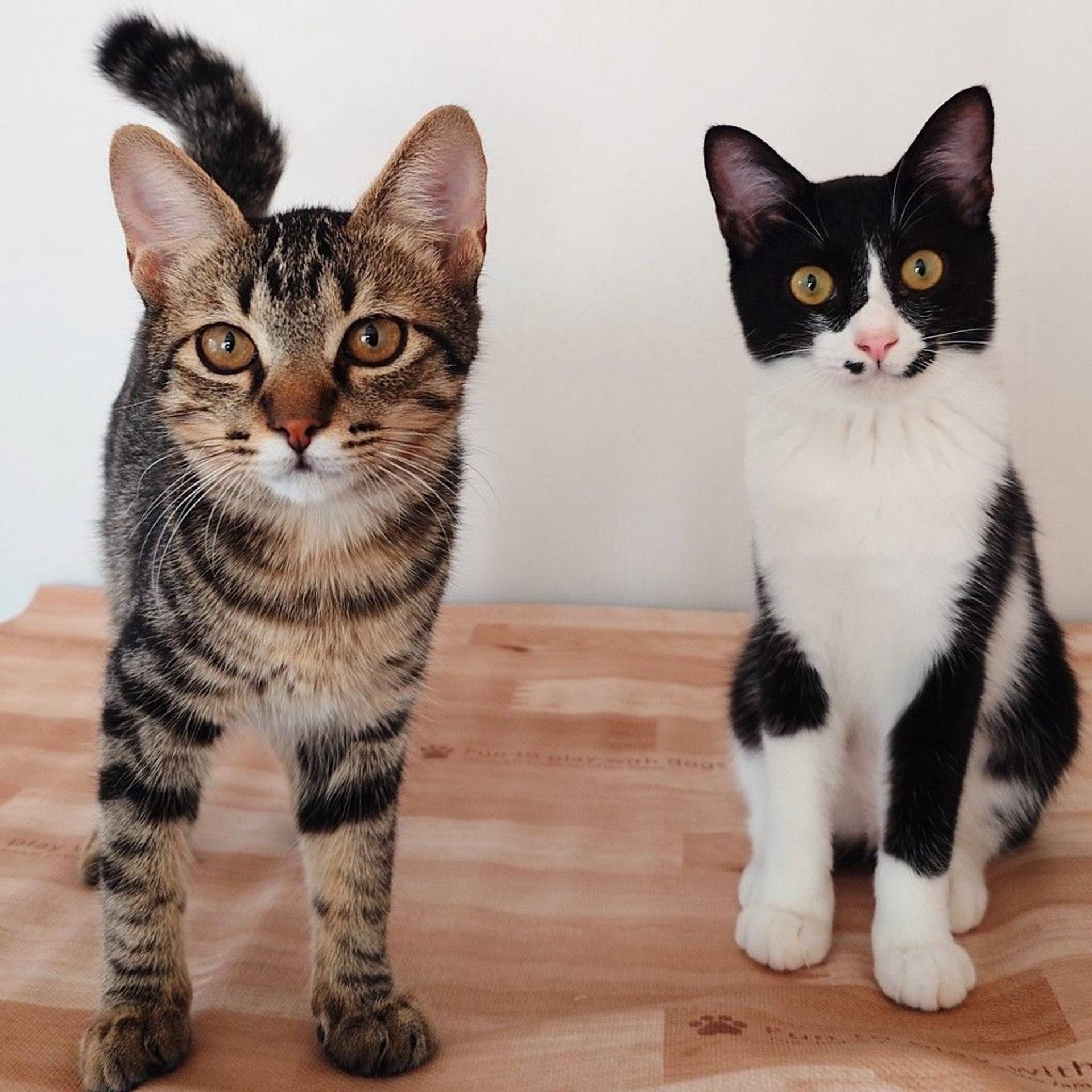 雑種（ミックス猫）・オスの里親募集の写真
