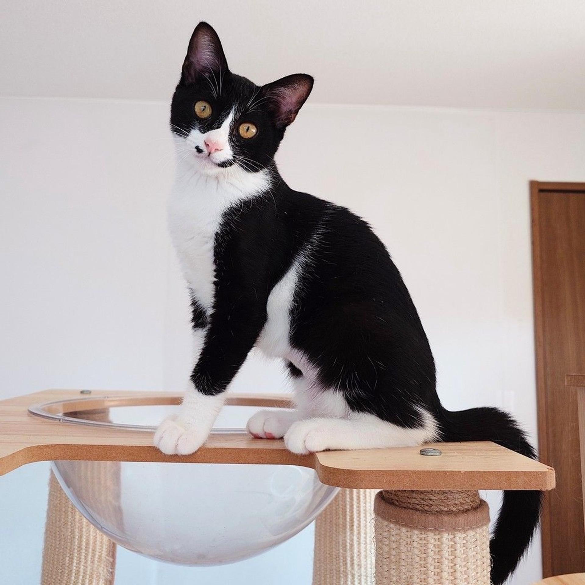 pet-image-10