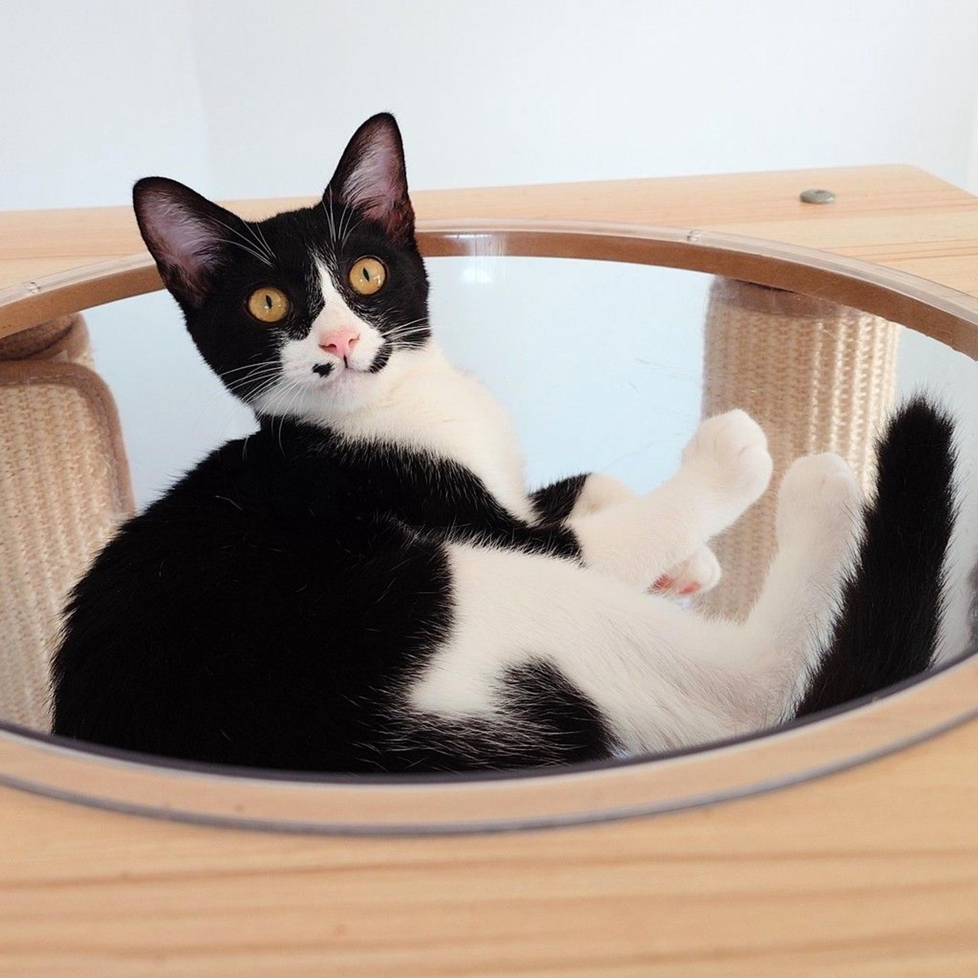 pet-image-7