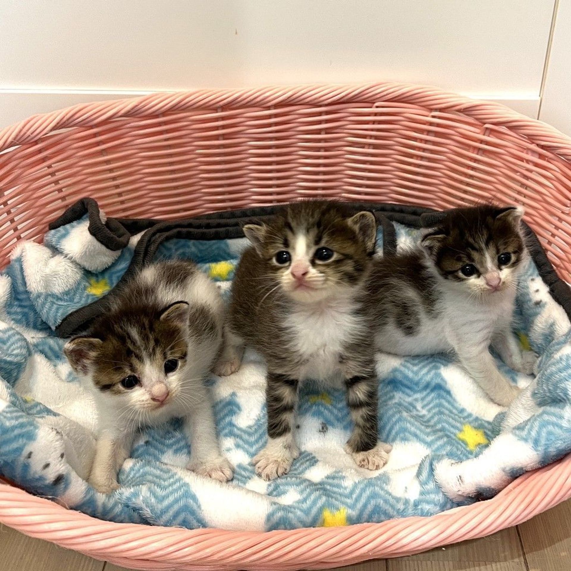 雑種（ミックス猫）・オスの里親募集の写真