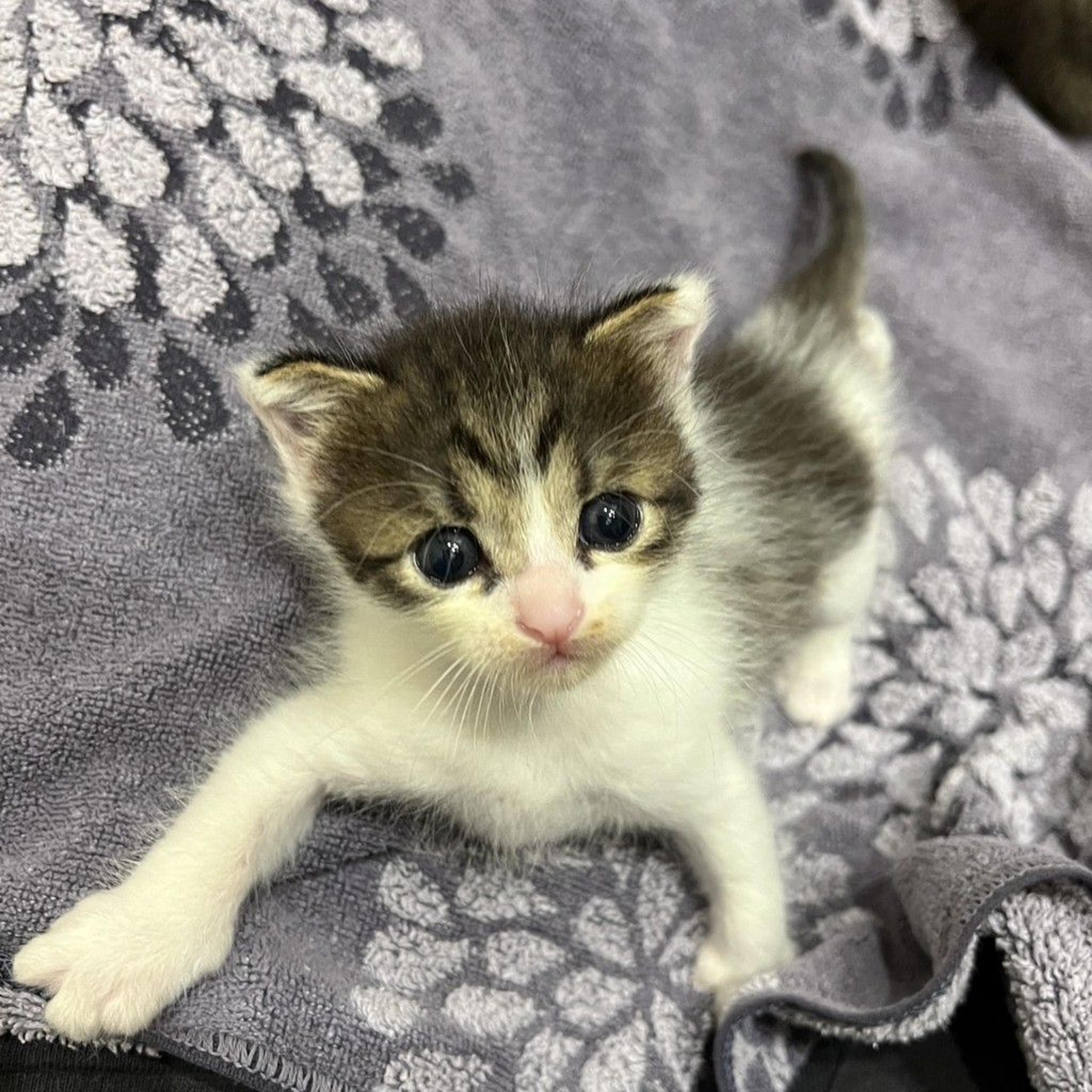 pet-image-3