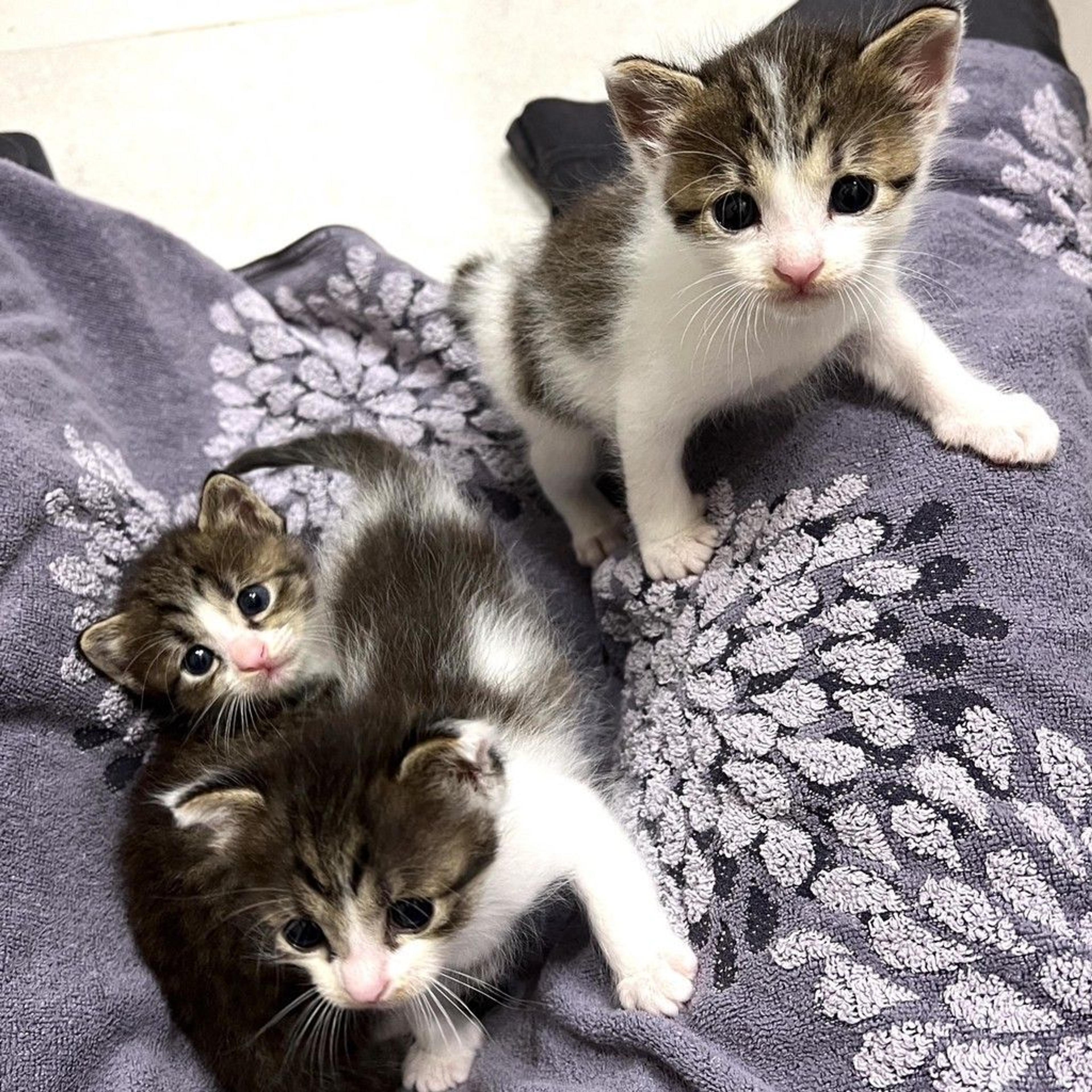 pet-image-4